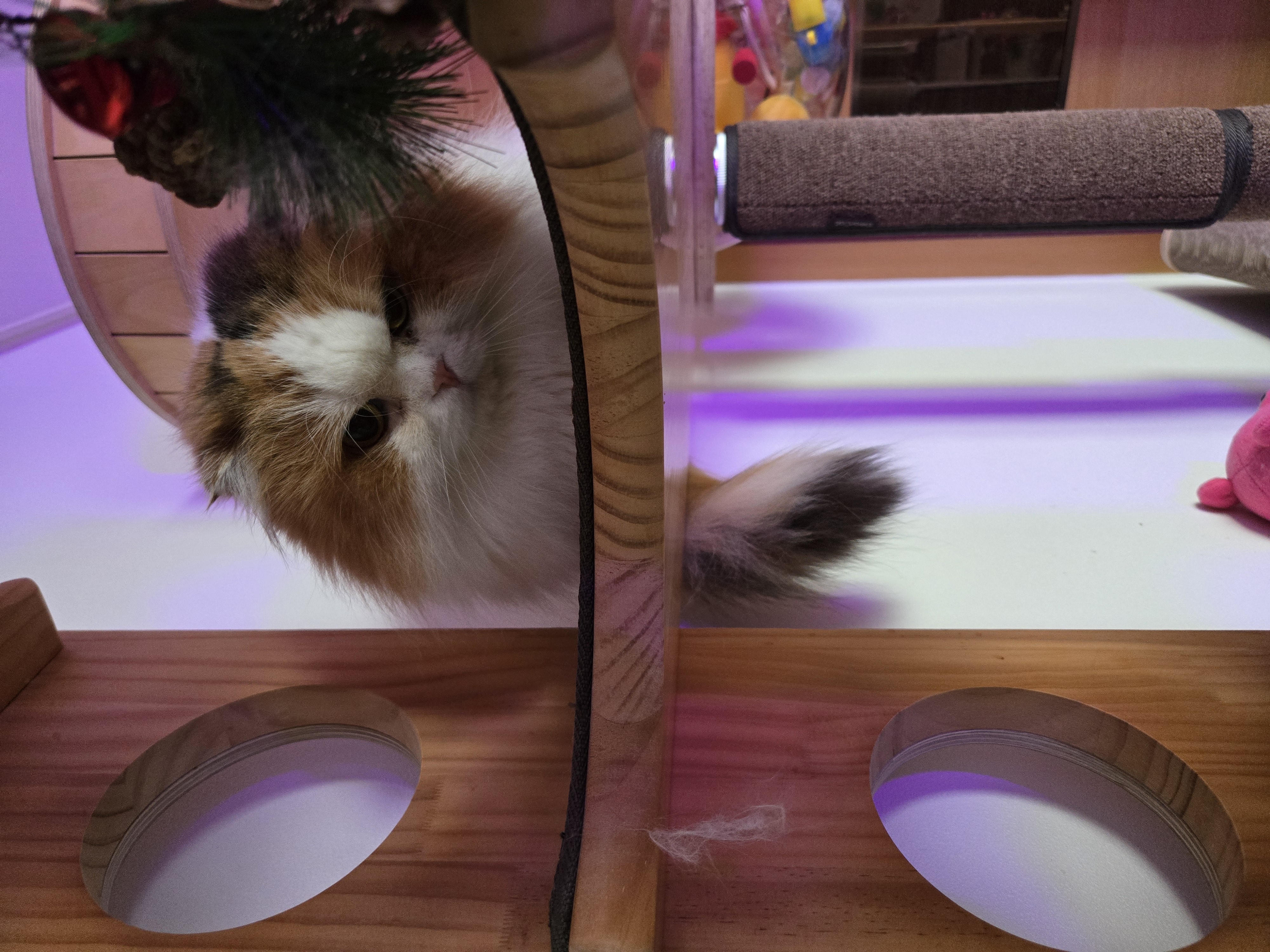 알코(리시아)의 한달ㅜㅜ