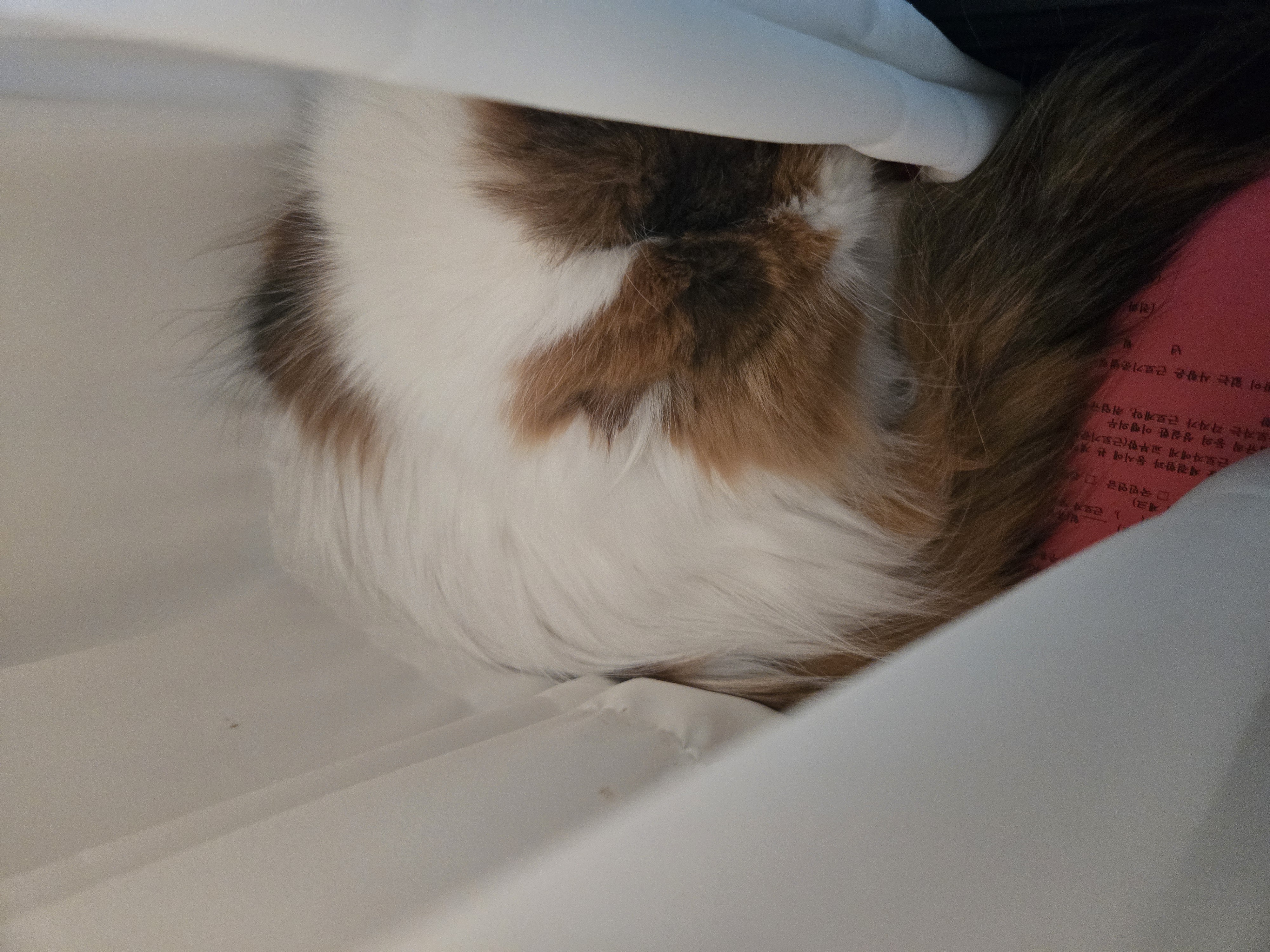 알코(리시아)의 한달ㅜㅜ