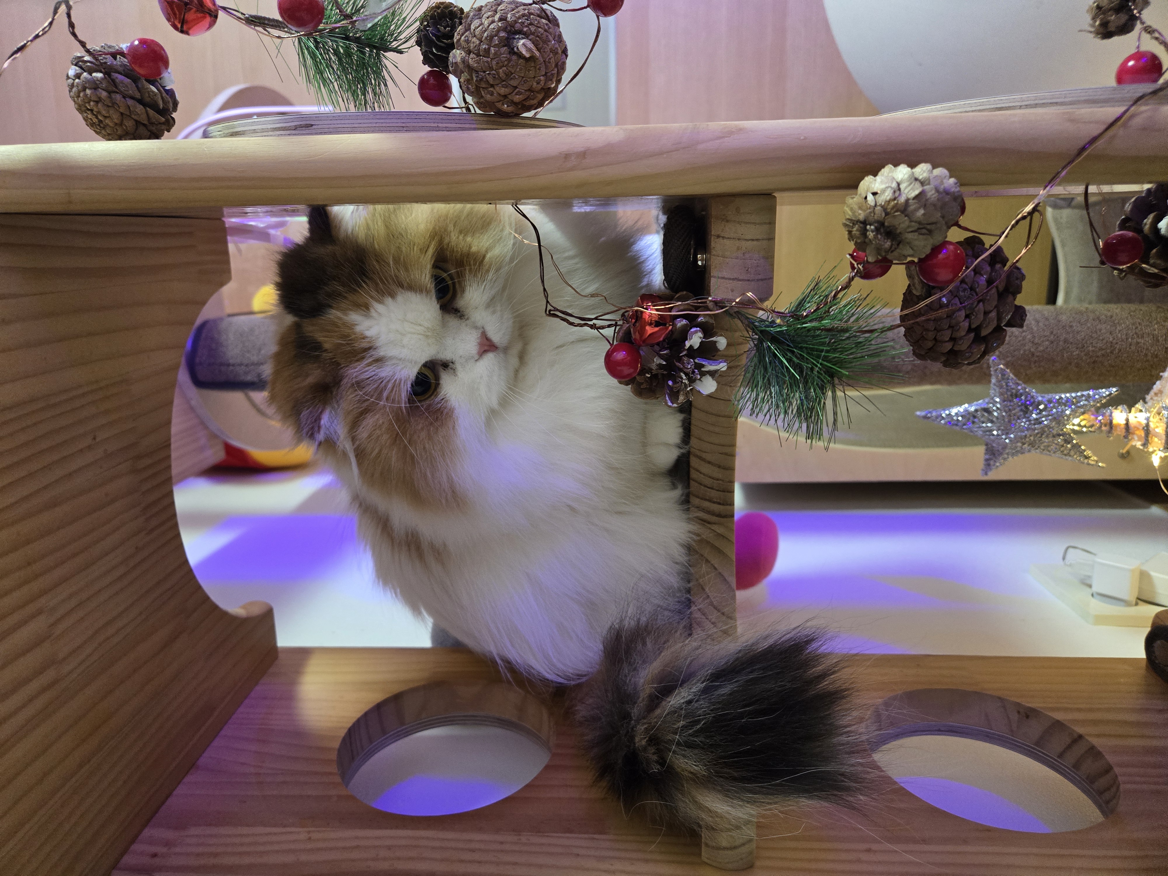 알코(리시아)의 한달ㅜㅜ