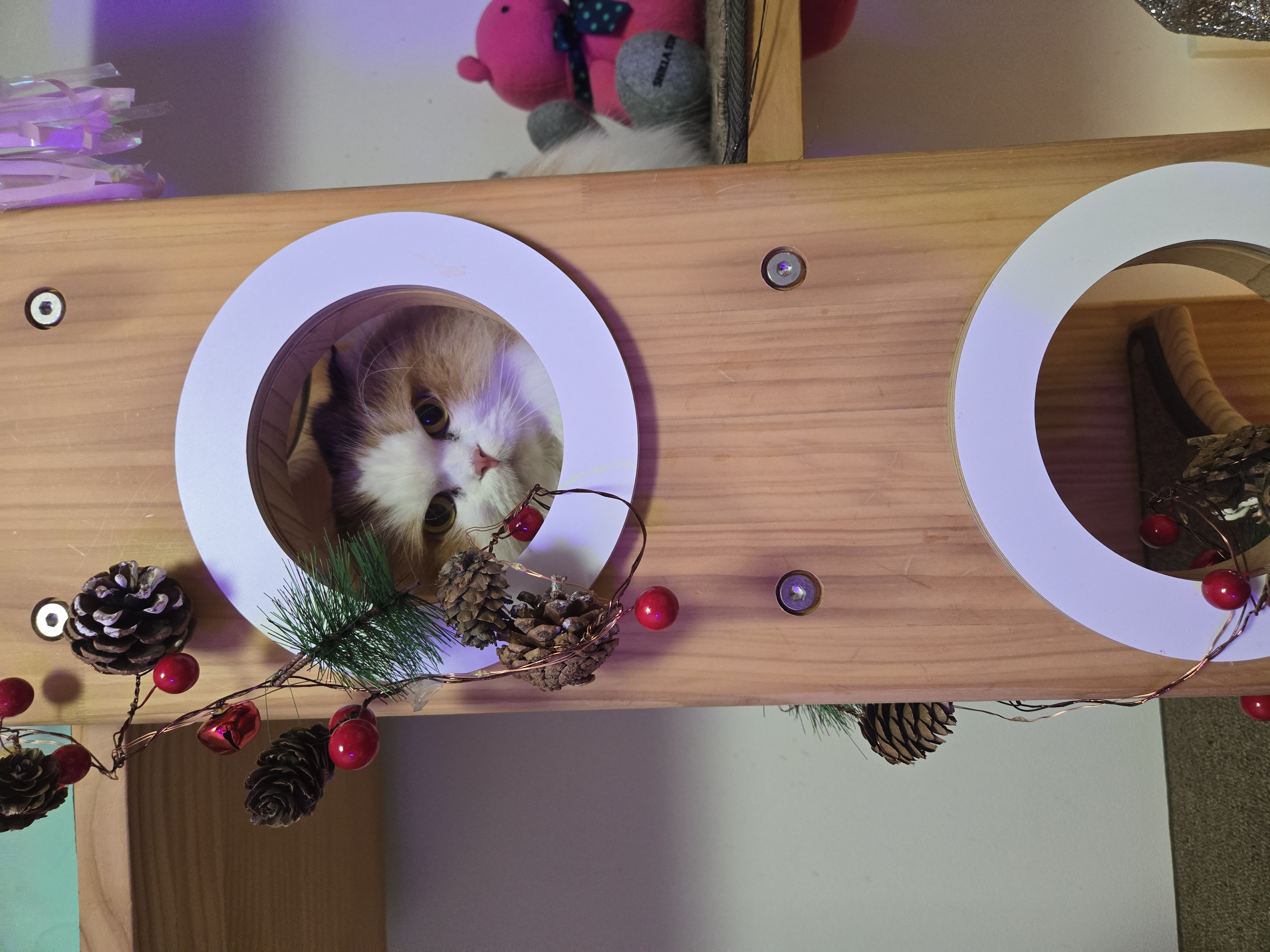 알코(리시아)의 한달ㅜㅜ