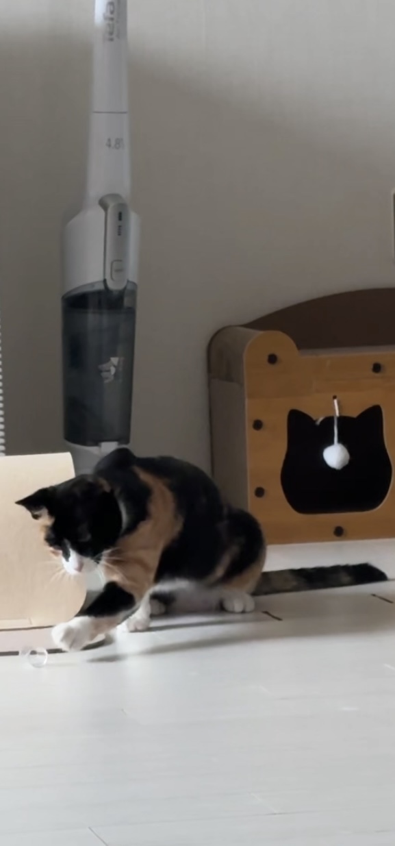 체리(전 찌미)가 온 지 벌써 한 달이네요!