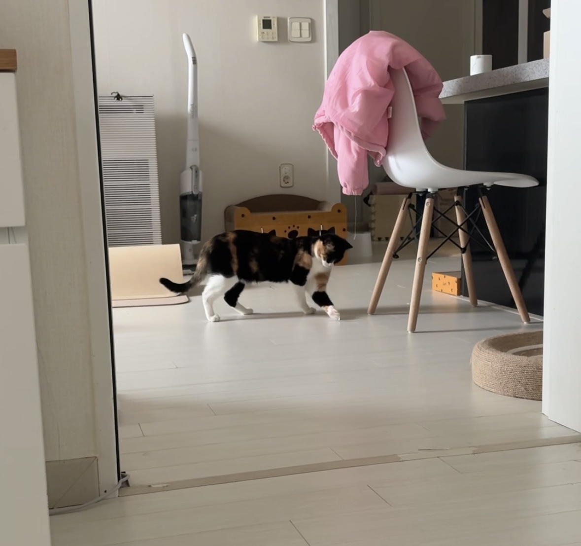 체리(전 찌미)가 온 지 벌써 한 달이네요!