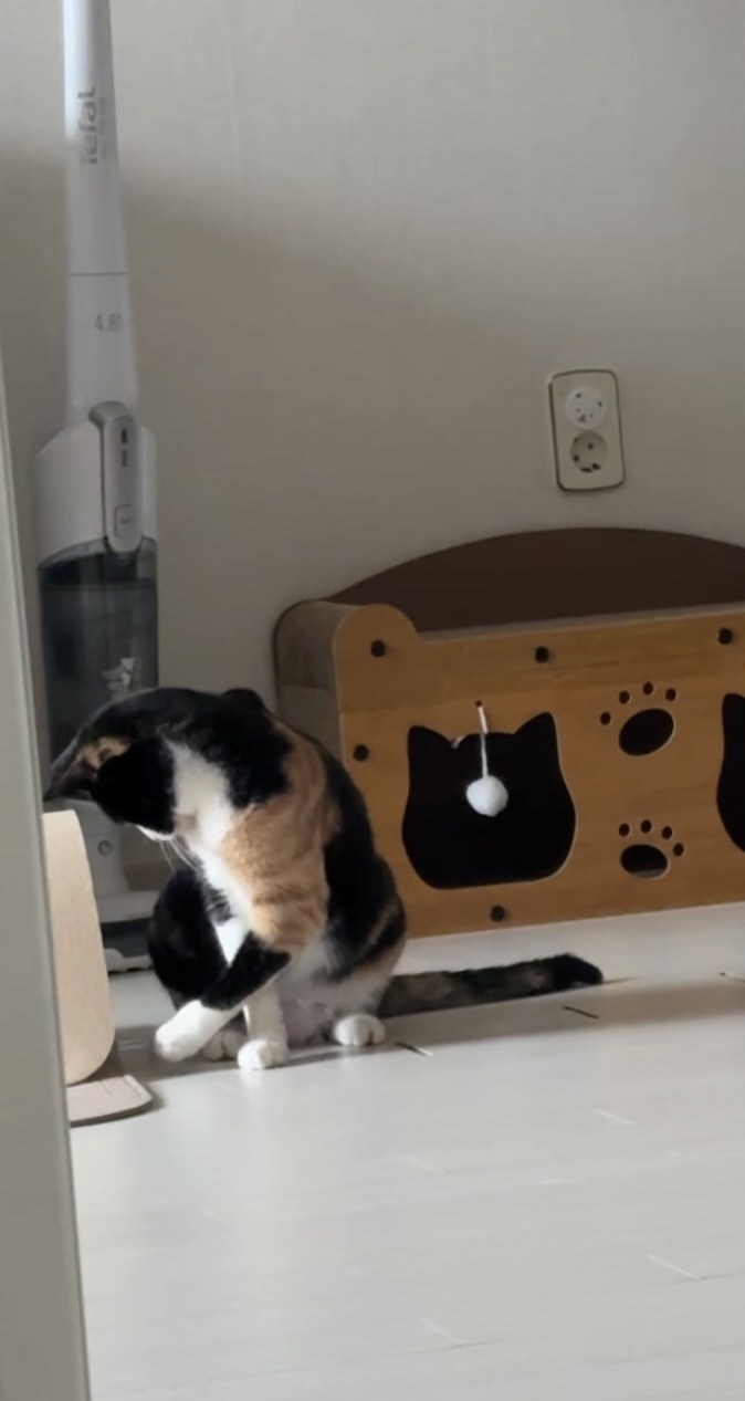 체리(전 찌미)가 온 지 벌써 한 달이네요!