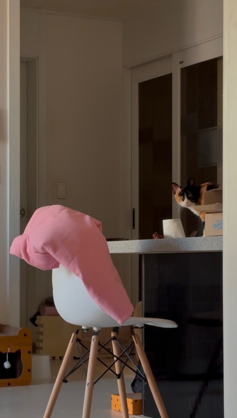 체리(전 찌미)가 온 지 벌써 한 달이네요!