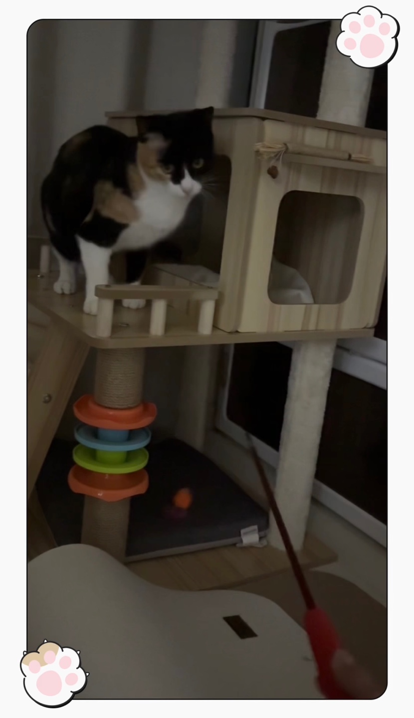 체리(전 찌미)가 온 지 벌써 한 달이네요!