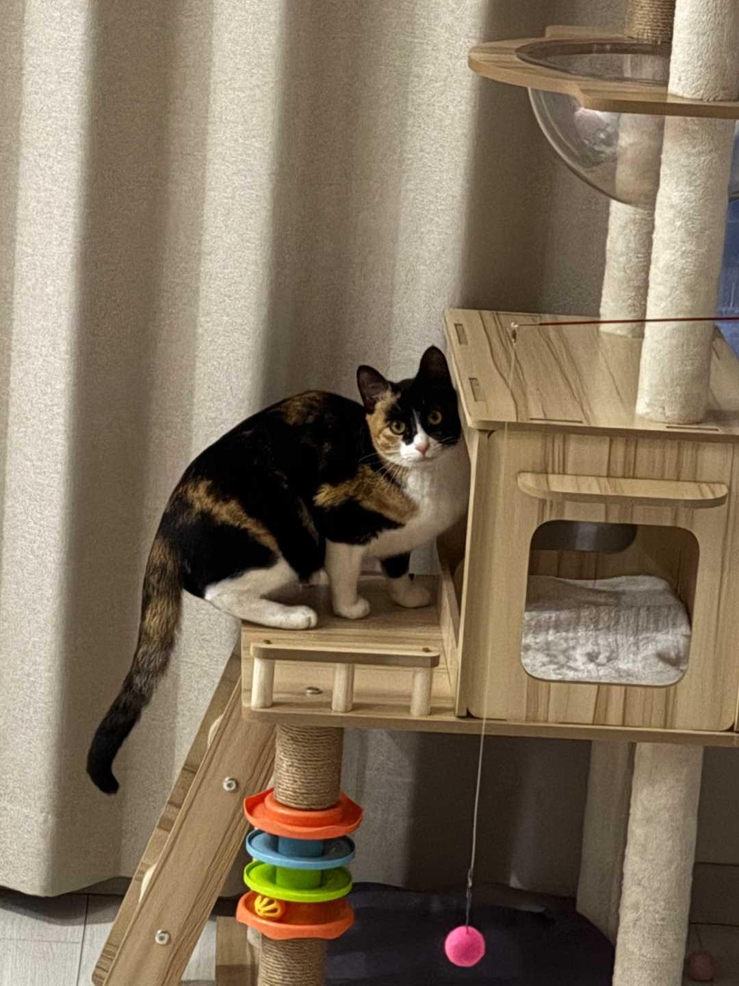 체리(전 찌미)가 온 지 벌써 한 달이네요!