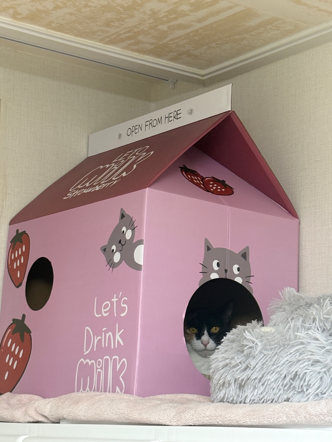 체리(전 찌미)가 온 지 벌써 한 달이네요!