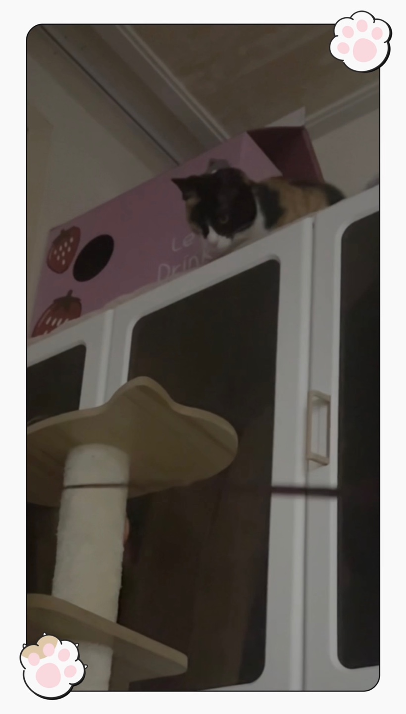 체리(전 찌미)가 온 지 벌써 한 달이네요!