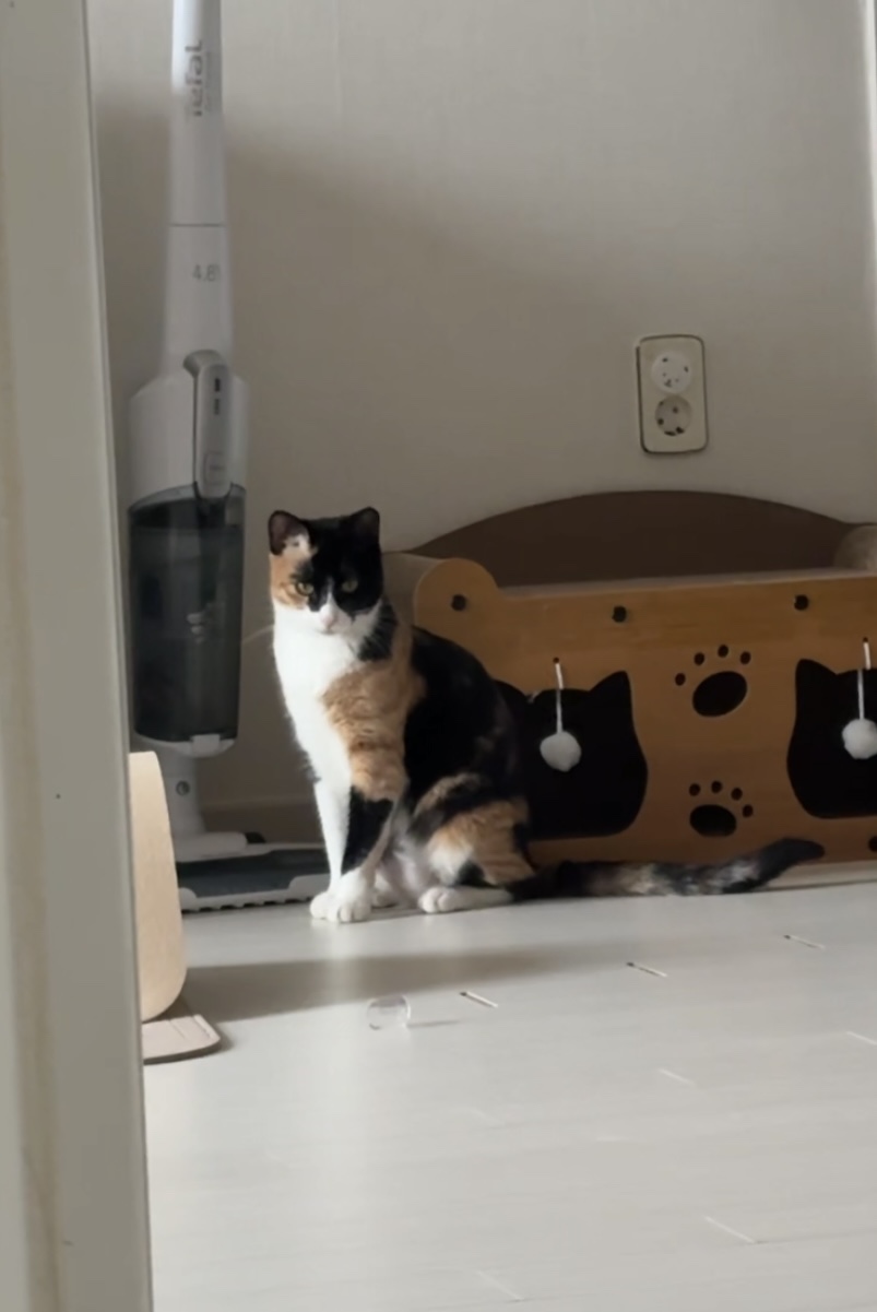 체리(전 찌미)가 온 지 벌써 한 달이네요!