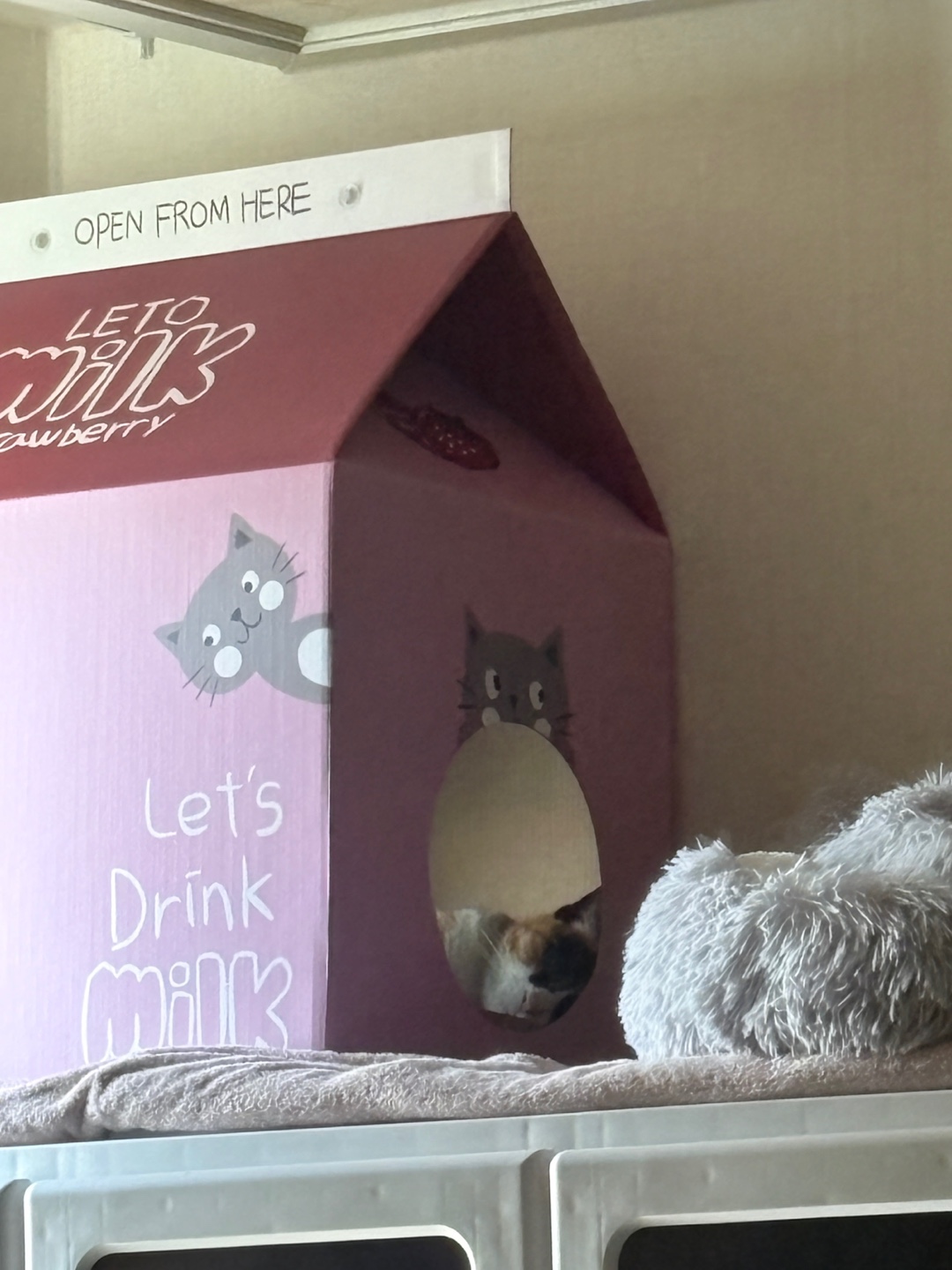 체리(전 찌미)가 온 지 벌써 한 달이네요!