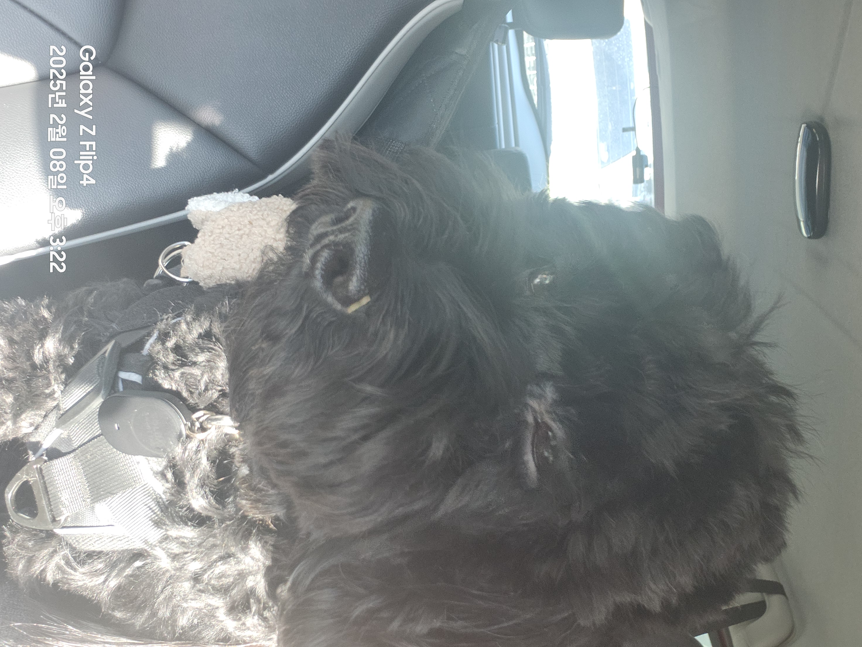 치치 입양 3개월차 후기