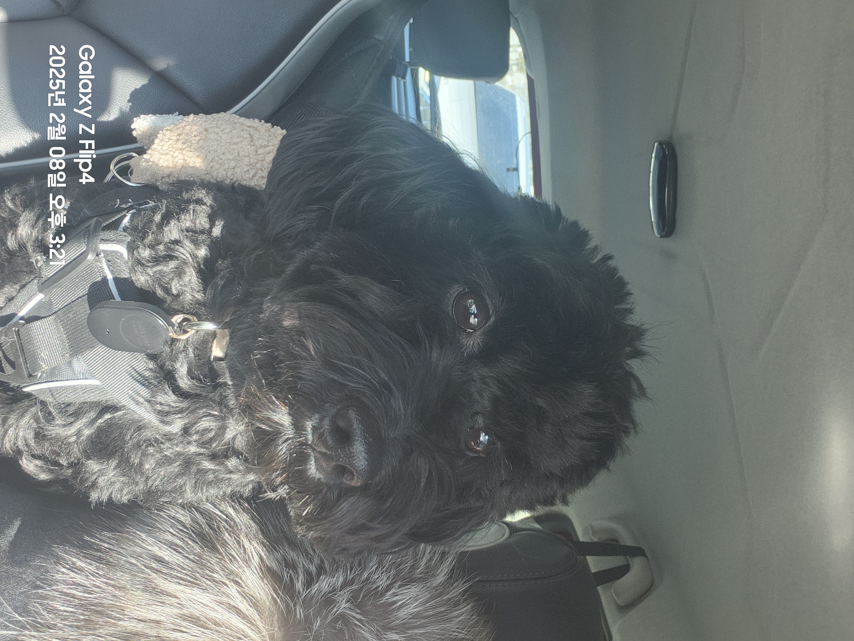 치치 입양 3개월차 후기