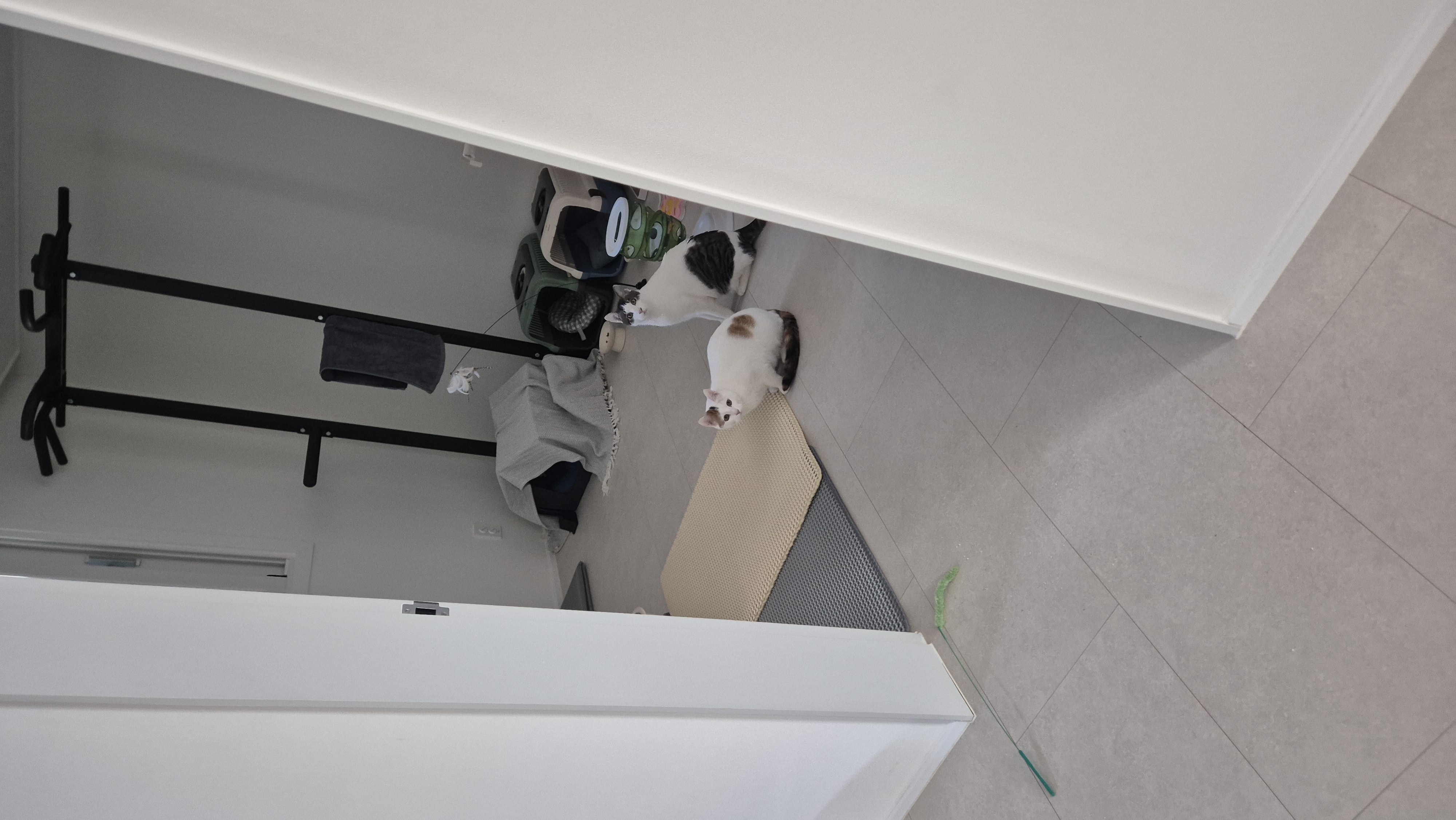 라오 바르 (구 레오 미미) 남매 고양이 일주일 입양후기