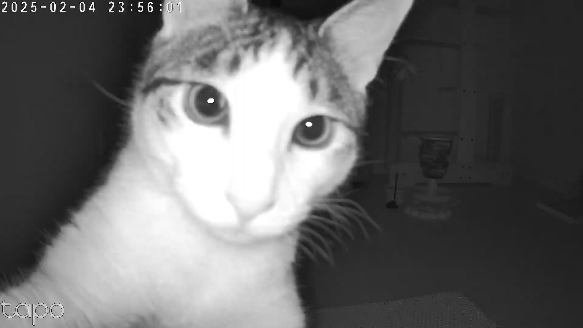 라오 바르 (구 레오 미미) 남매 고양이 일주일 입양후기