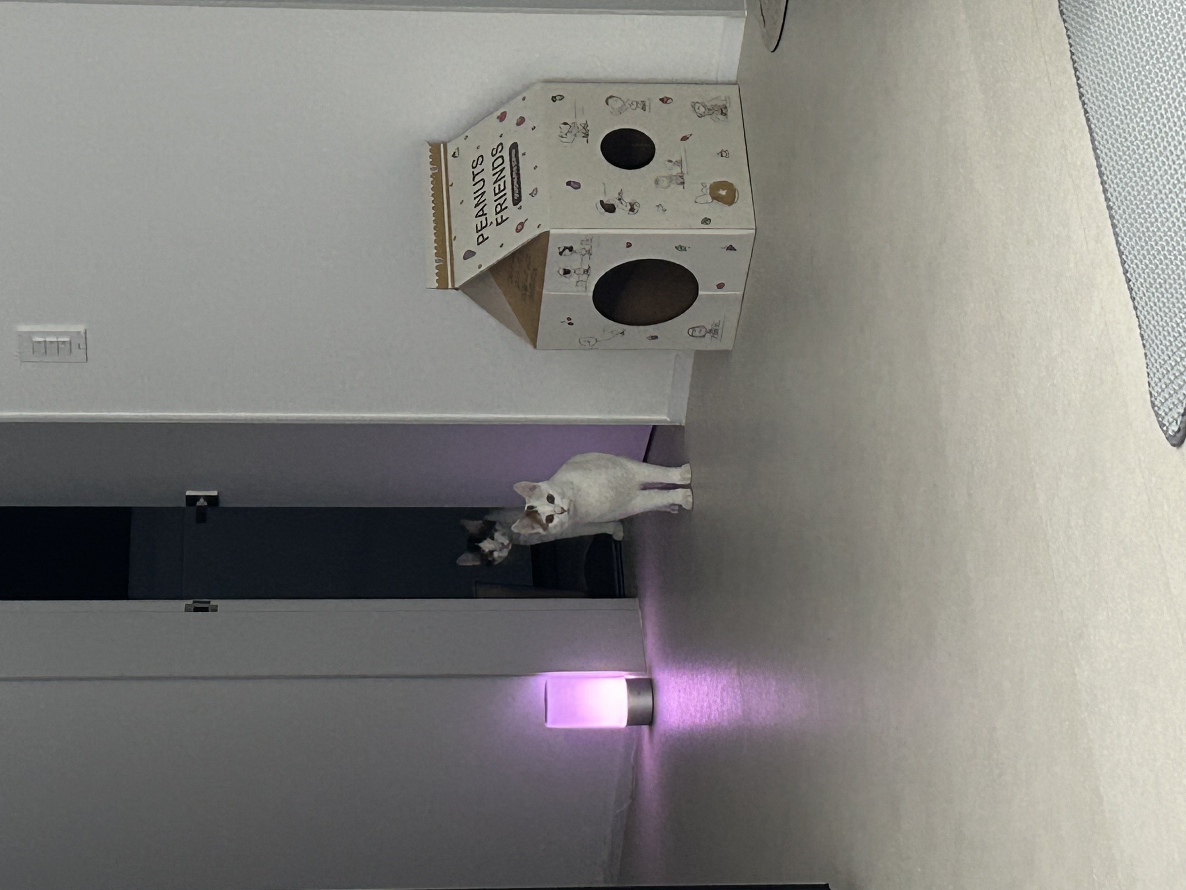 라오 바르 (구 레오 미미) 남매 고양이 일주일 입양후기