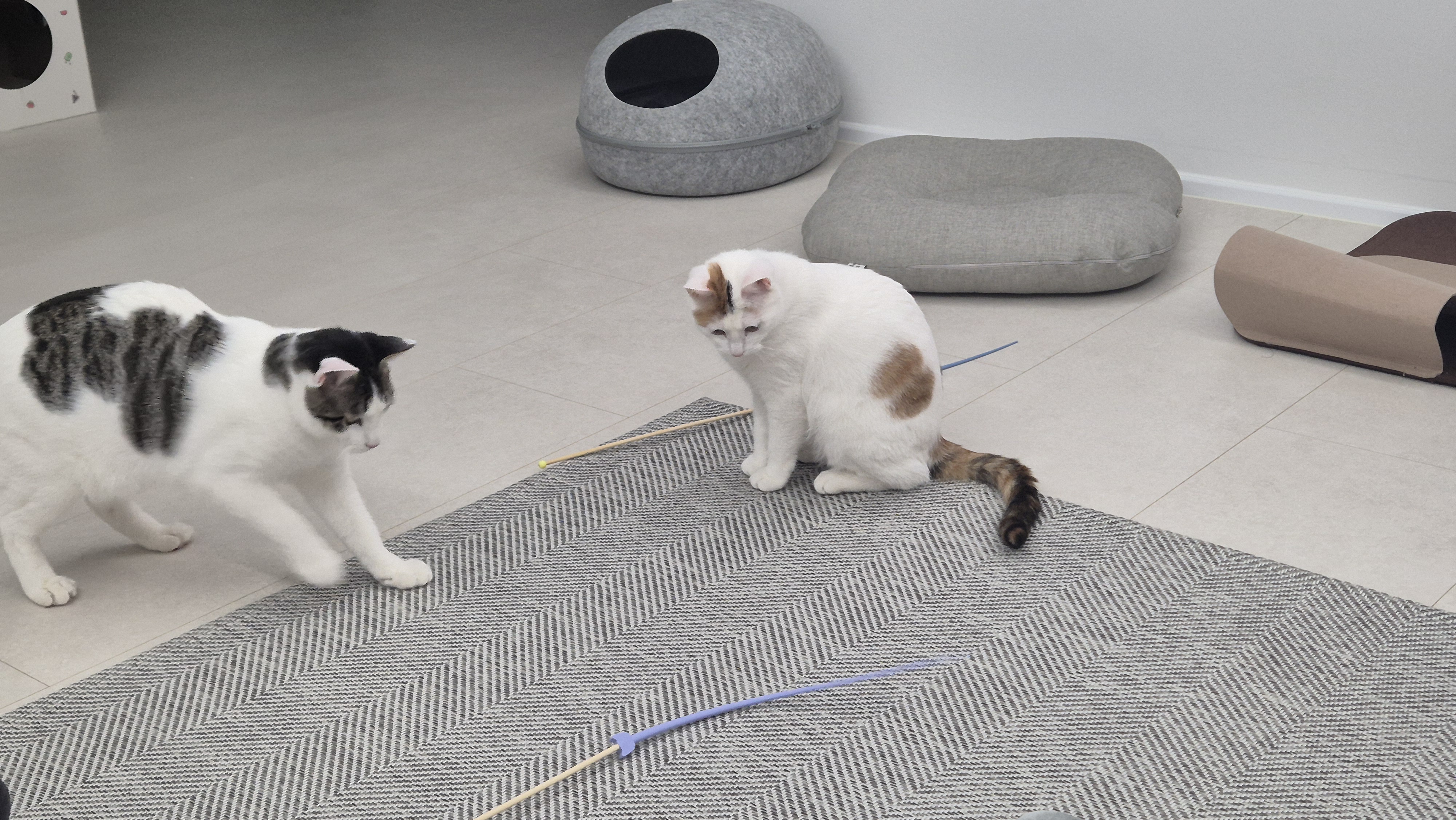 라오 바르 (구 레오 미미) 남매 고양이 일주일 입양후기