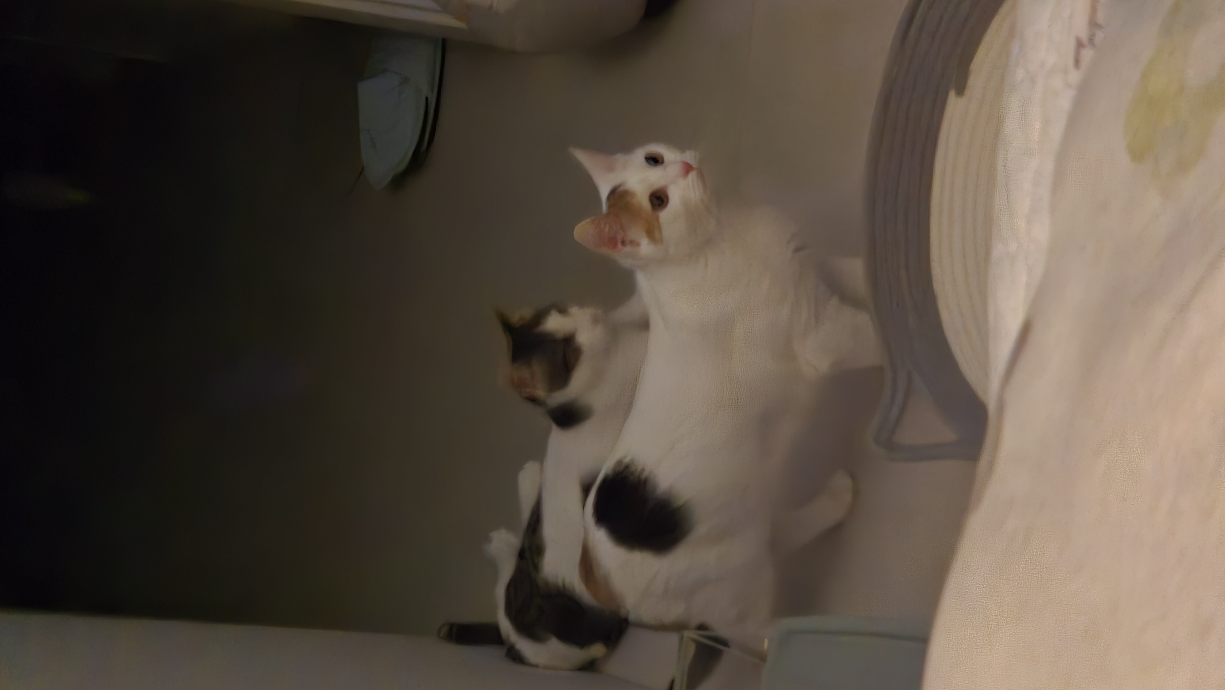 라오 바르 (구 레오 미미) 남매 고양이 일주일 입양후기