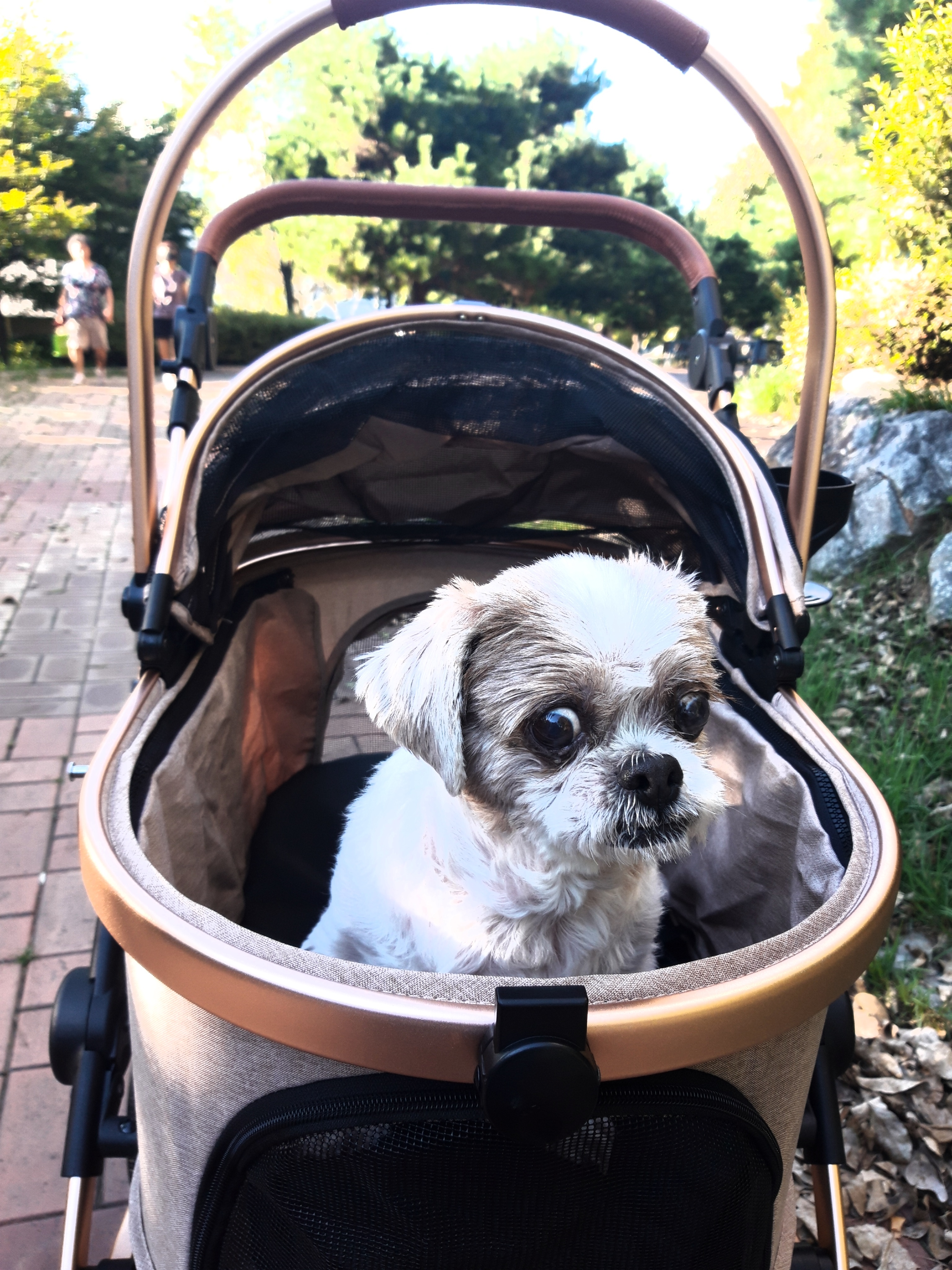 오리 입양 3년째입니다