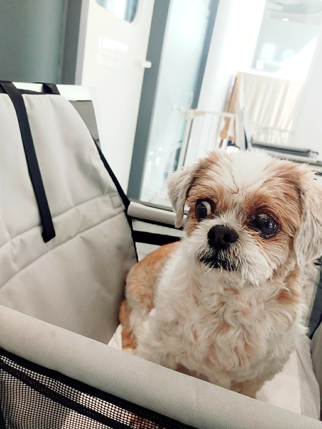 오리 입양 3년째입니다