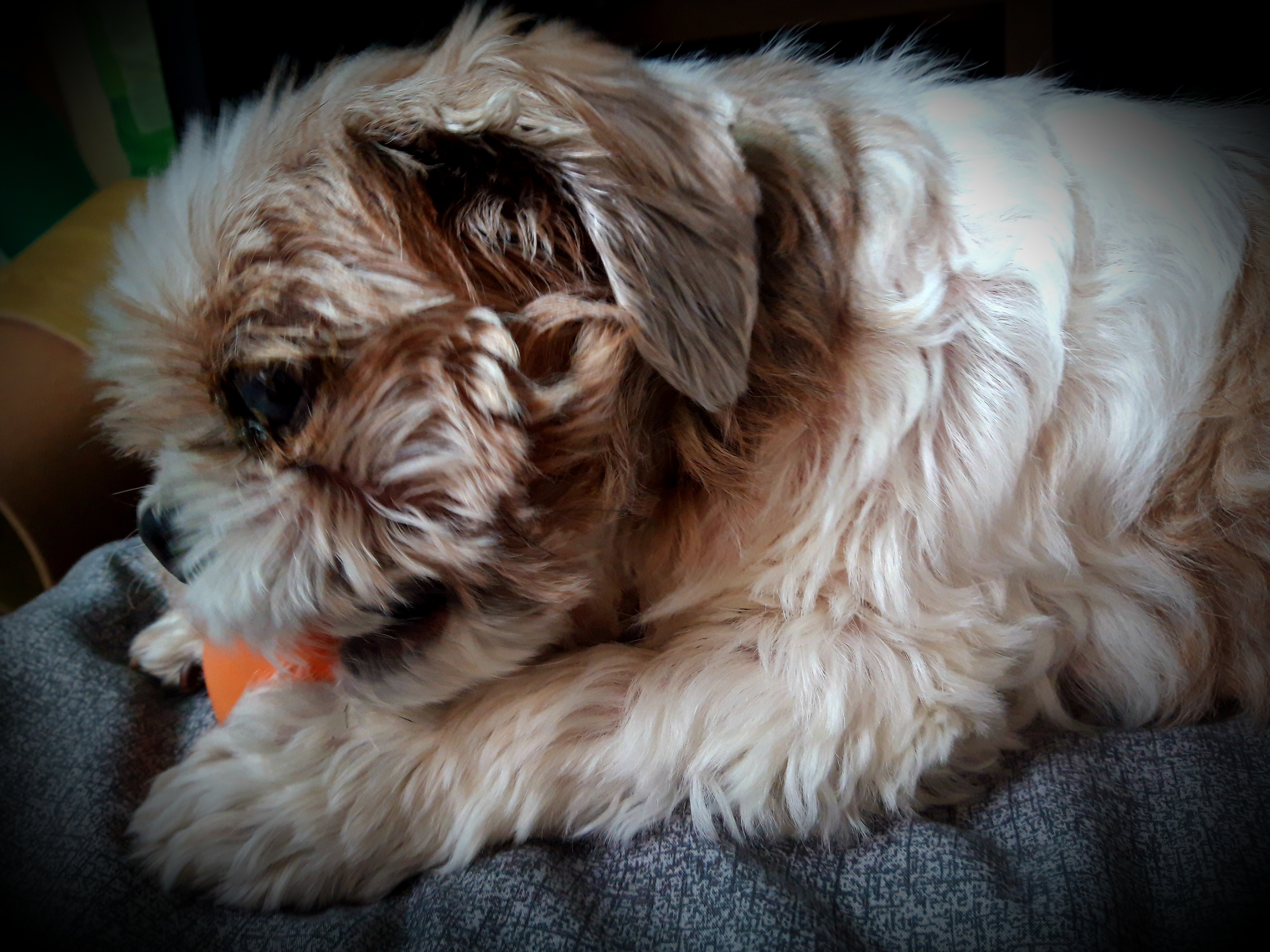 오리 입양 3년째입니다