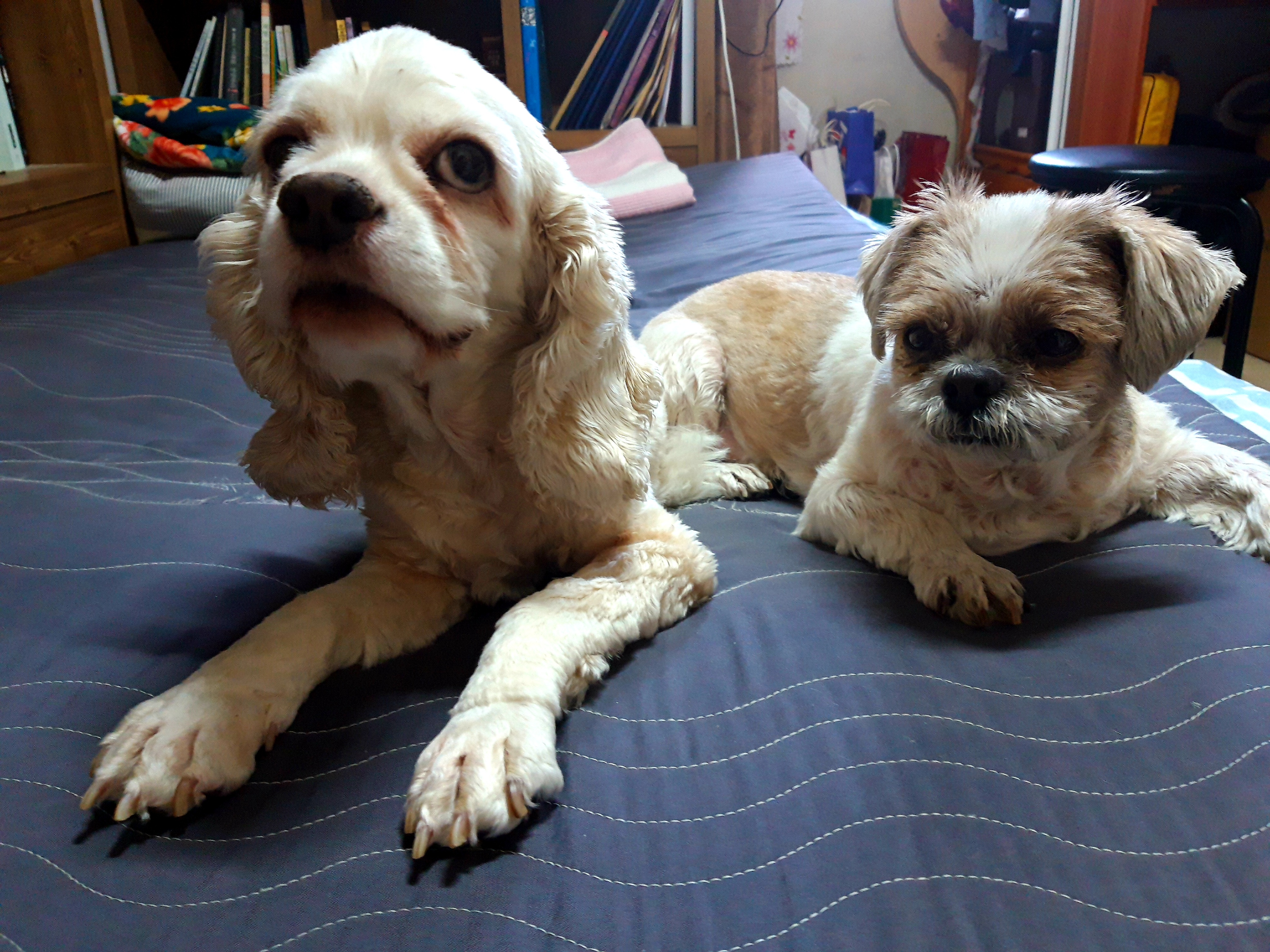 오리 입양 3년째입니다