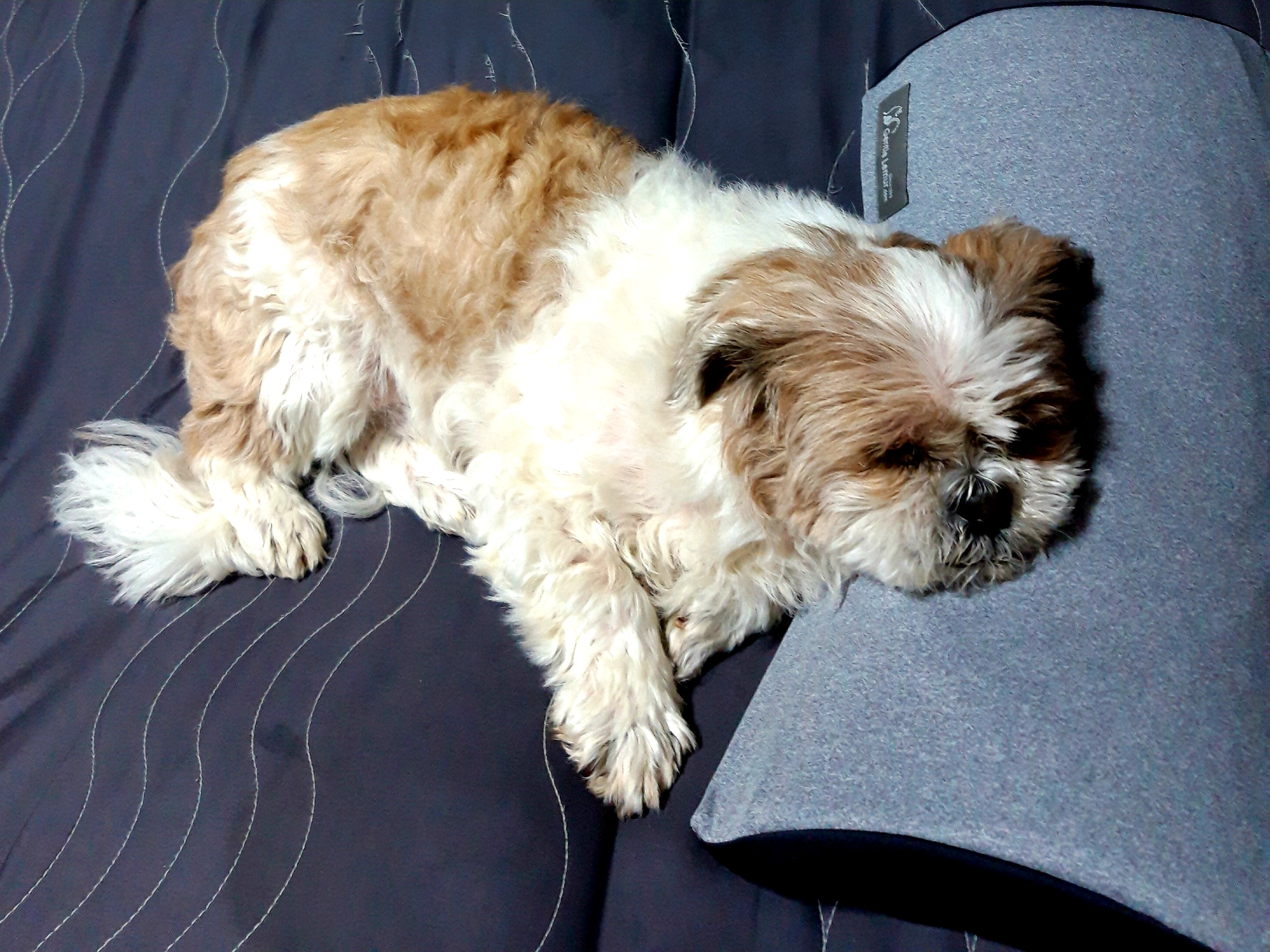 오리 입양 3년째입니다