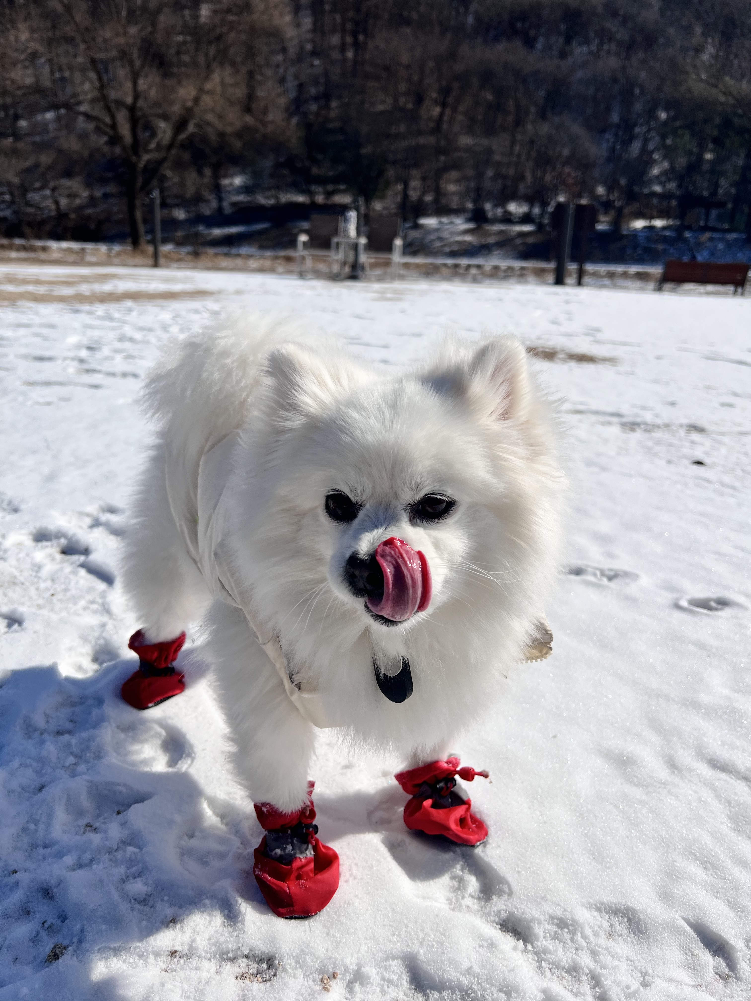 오쥬 임시보호 9개월차입니다!