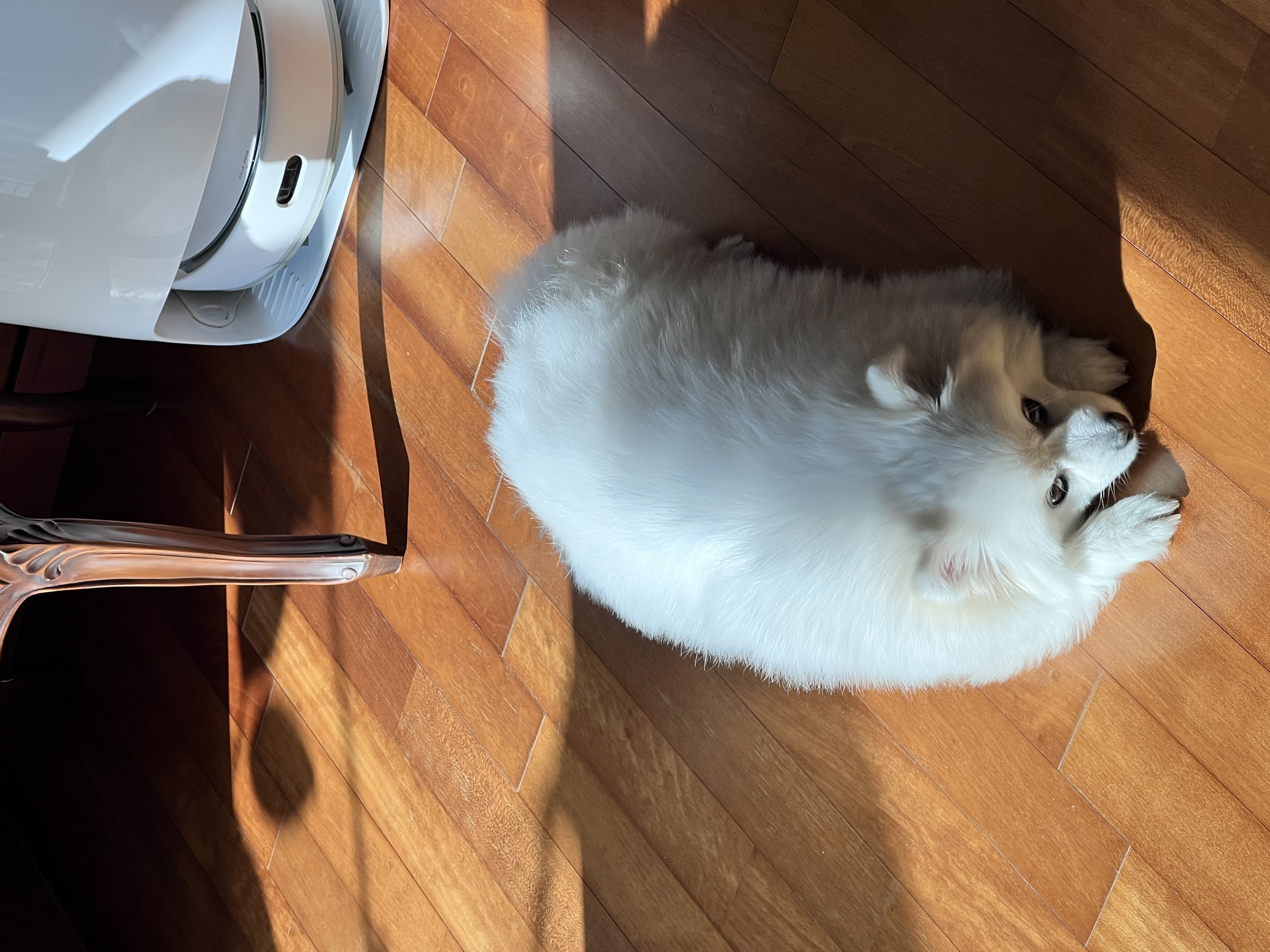 오쥬 임시보호 9개월차입니다!