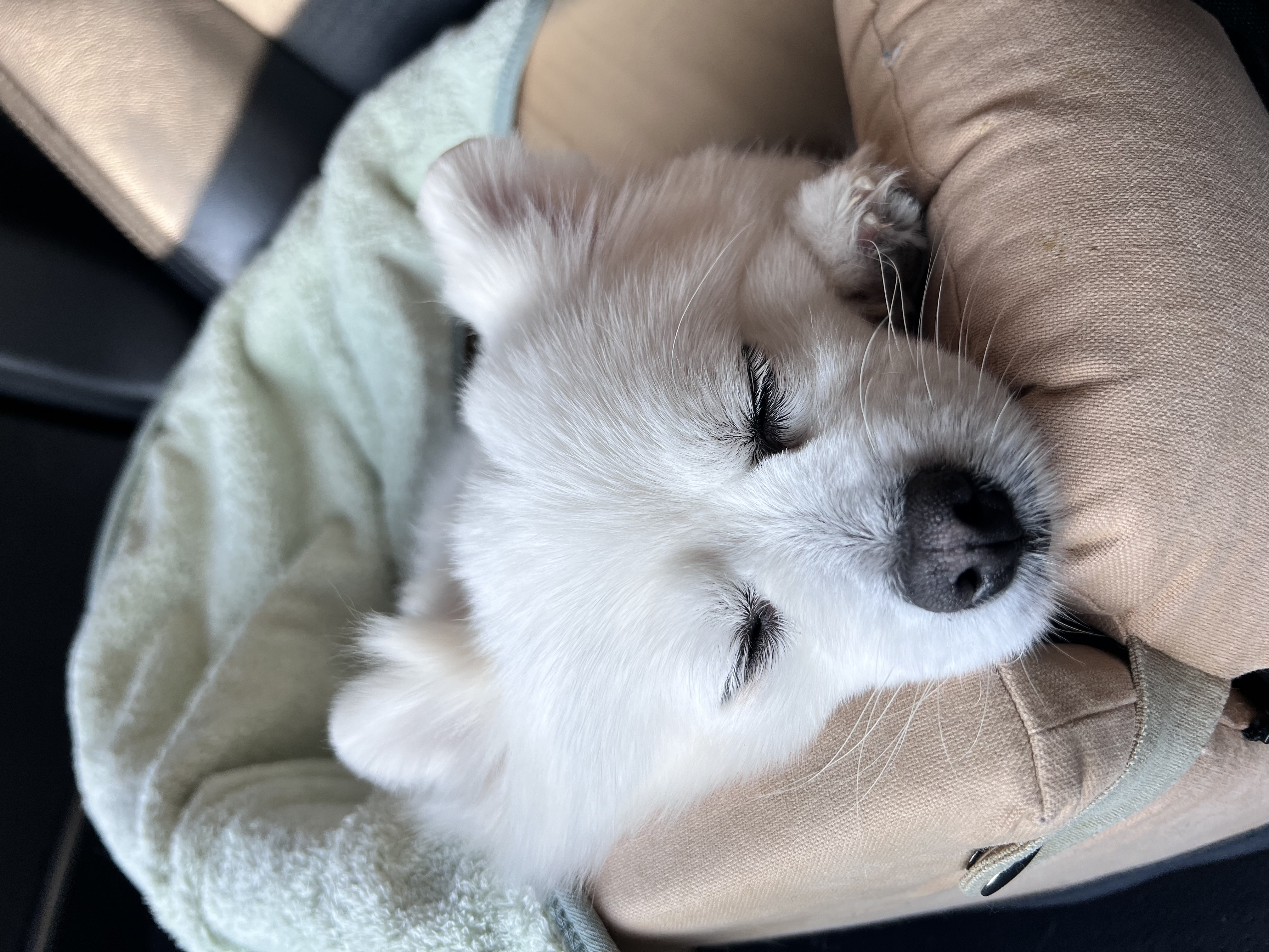 오쥬 임시보호 9개월차입니다!