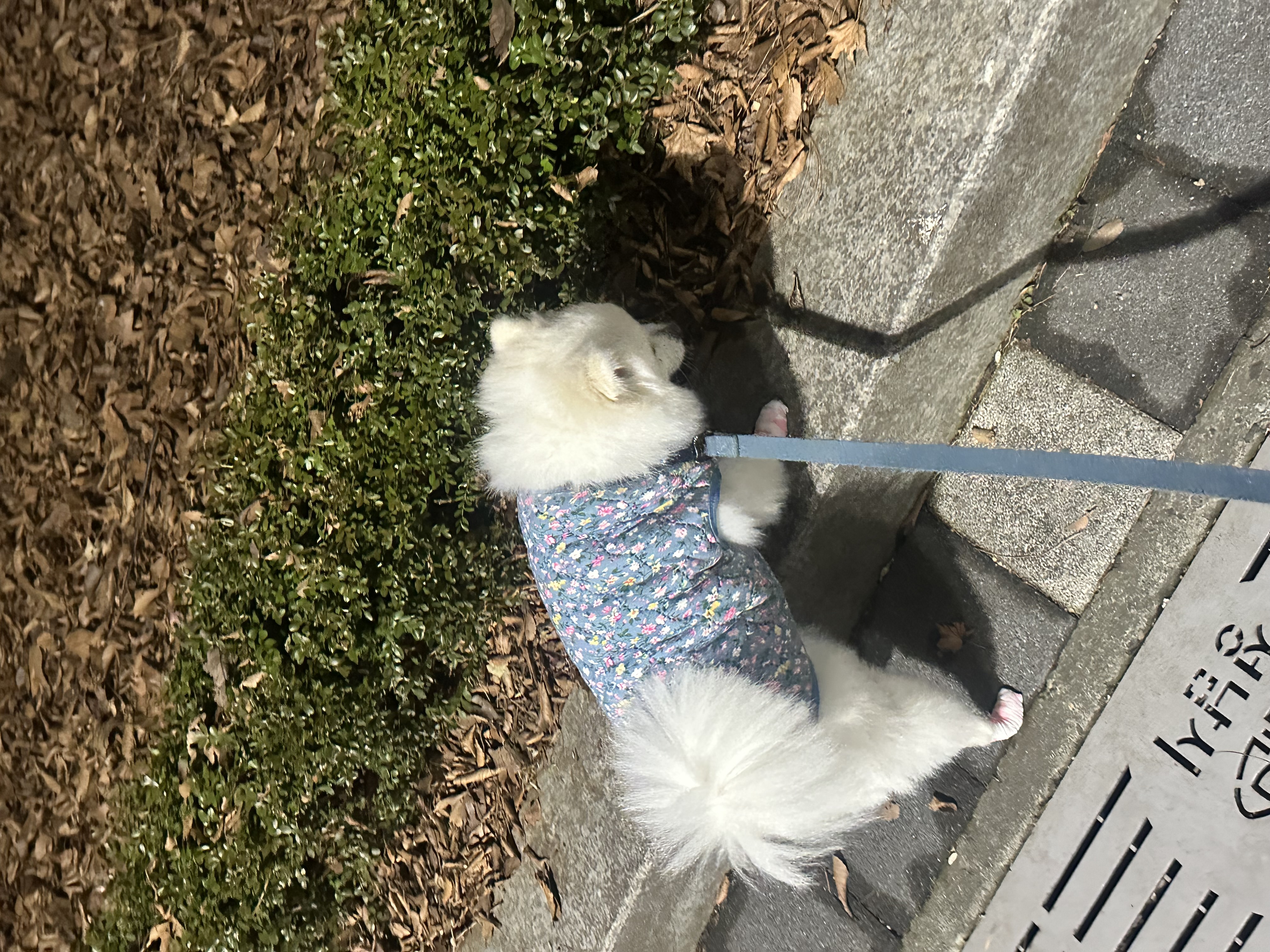 오쥬 임시보호 9개월차입니다!