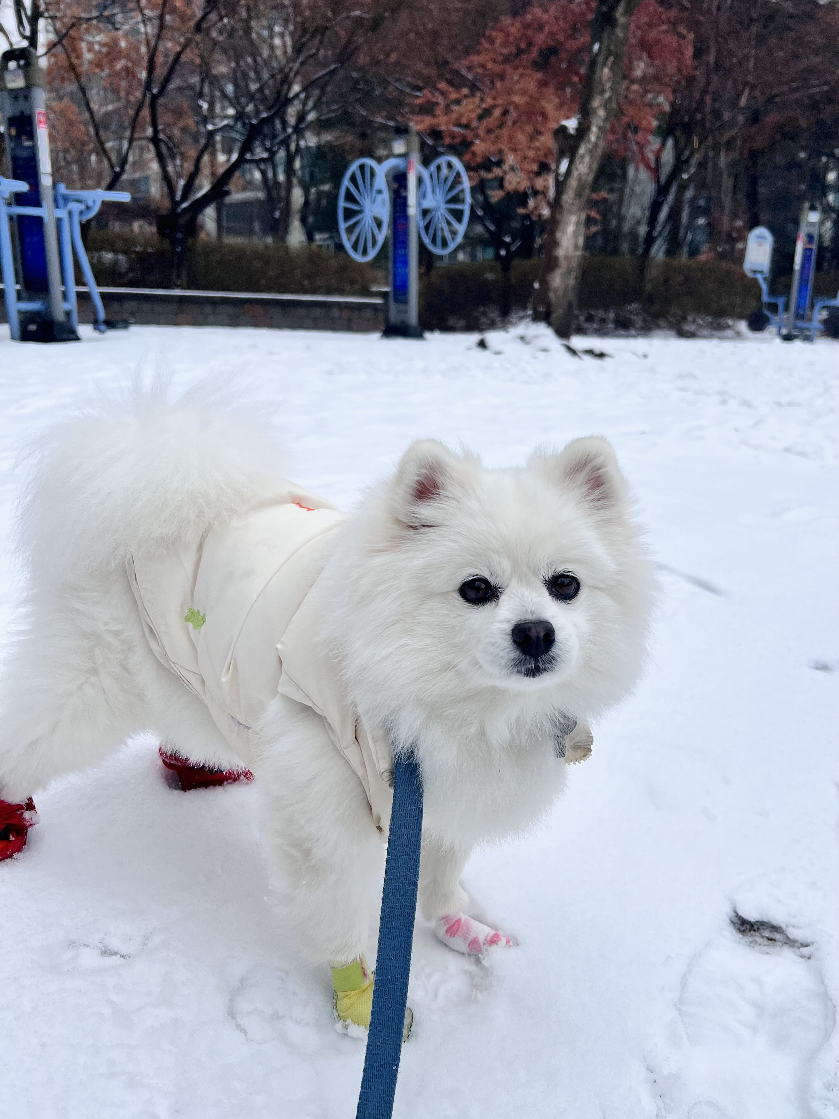 오쥬 임시보호 9개월차입니다!