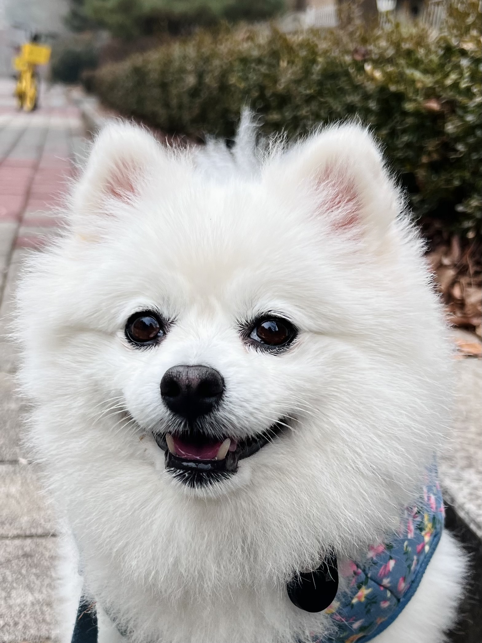 오쥬 임시보호 9개월차입니다!
