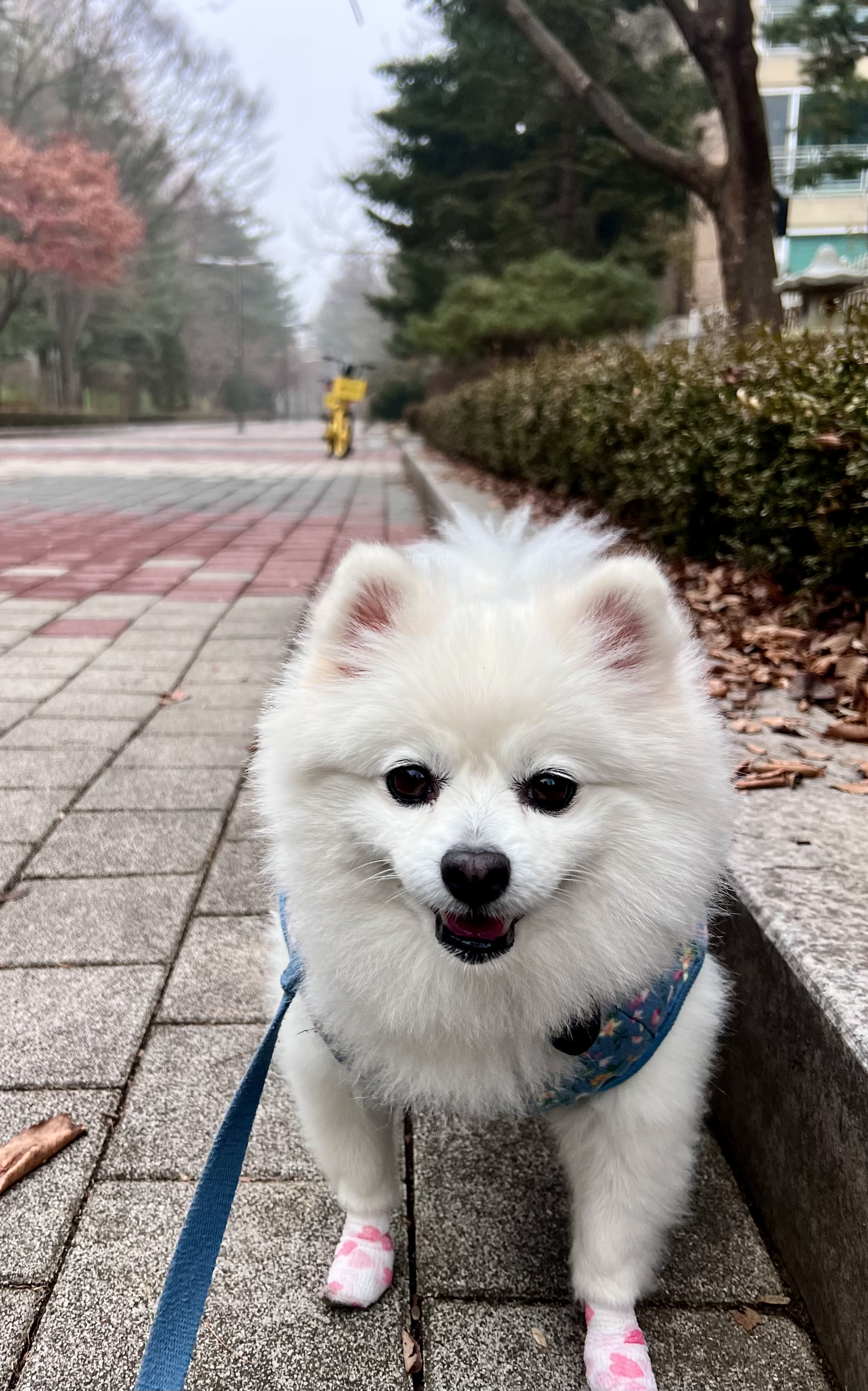 오쥬 임시보호 9개월차입니다!