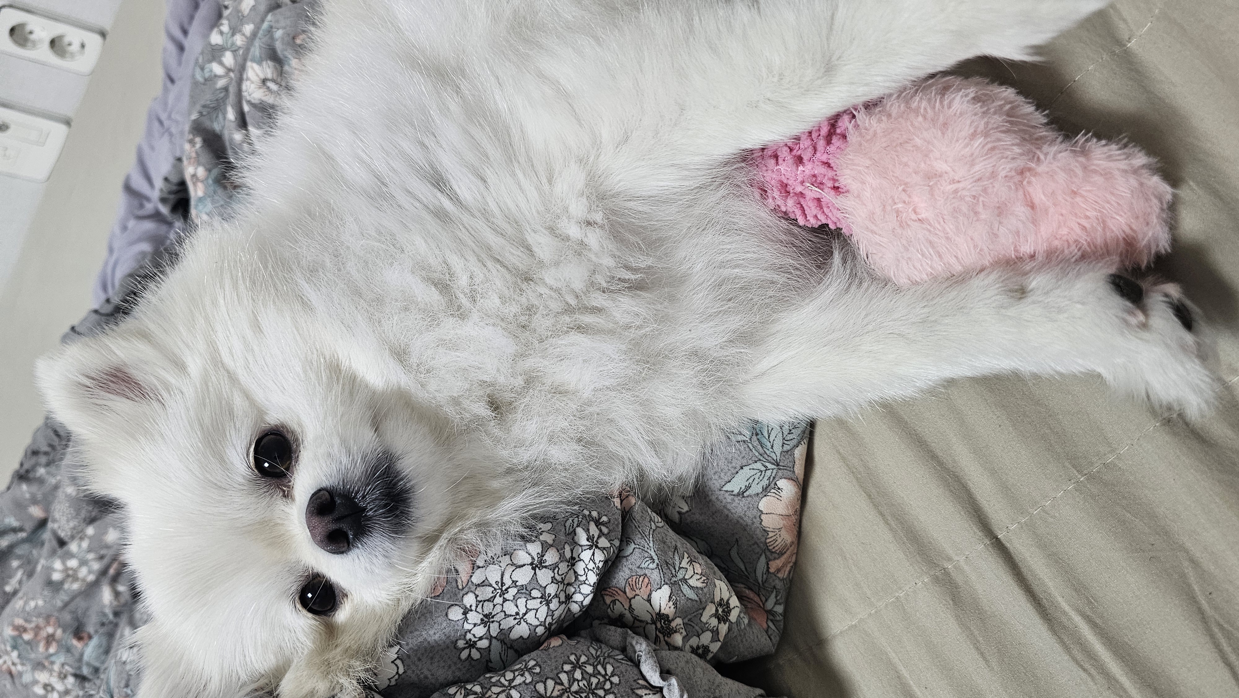 2025년! 보아 임시보호 시작