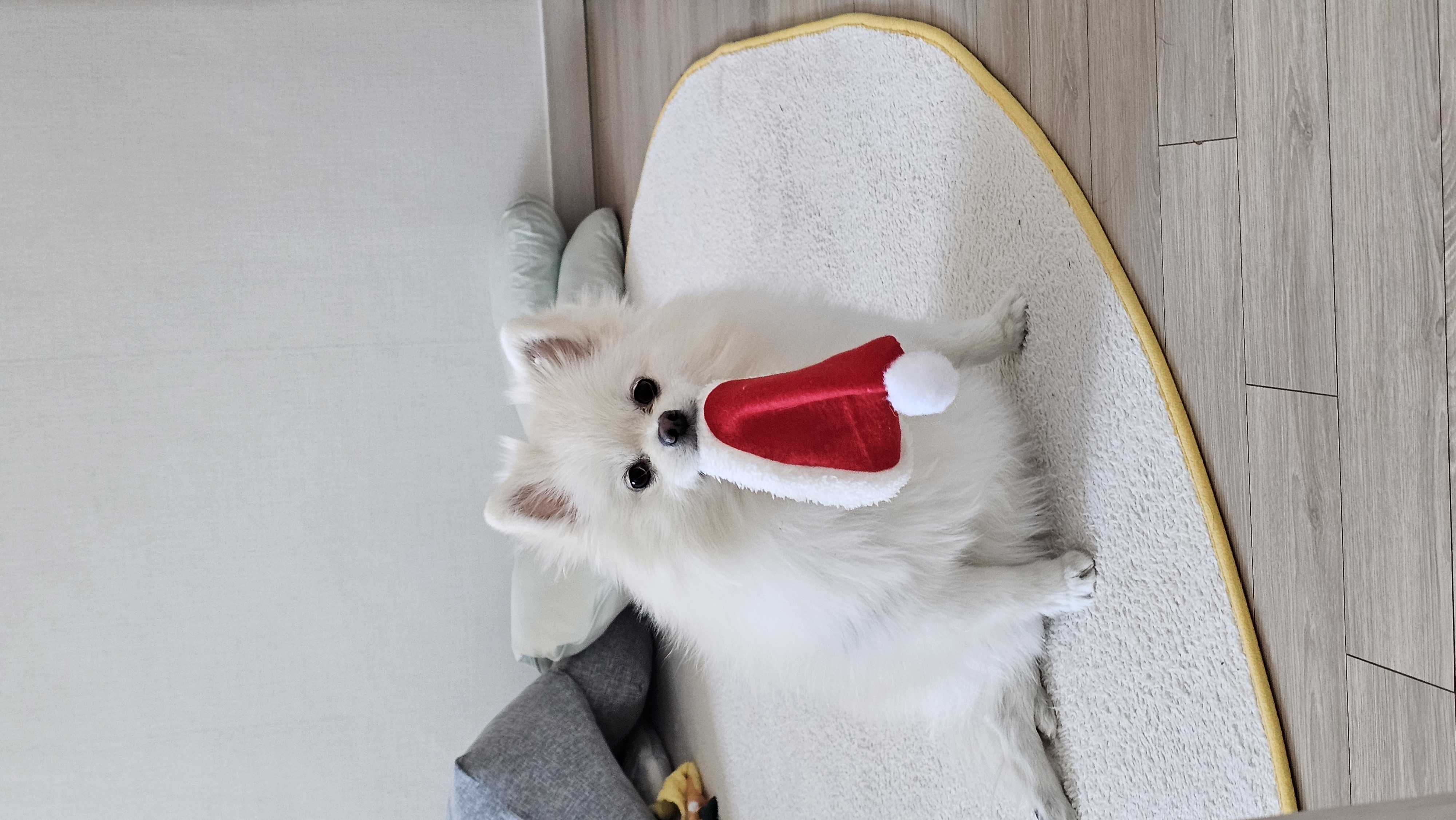 2025년! 보아 임시보호 시작