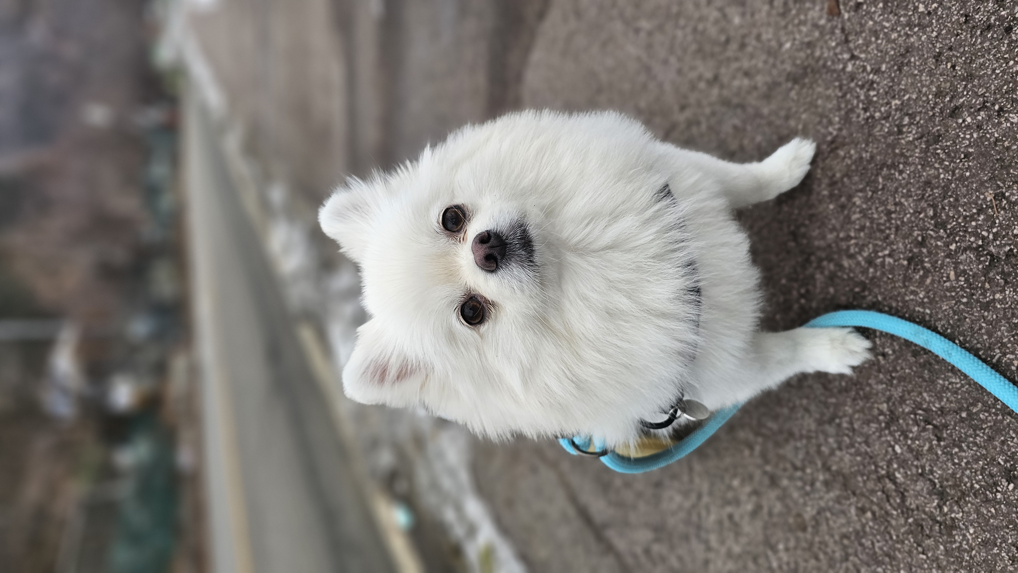 2025년! 보아 임시보호 시작