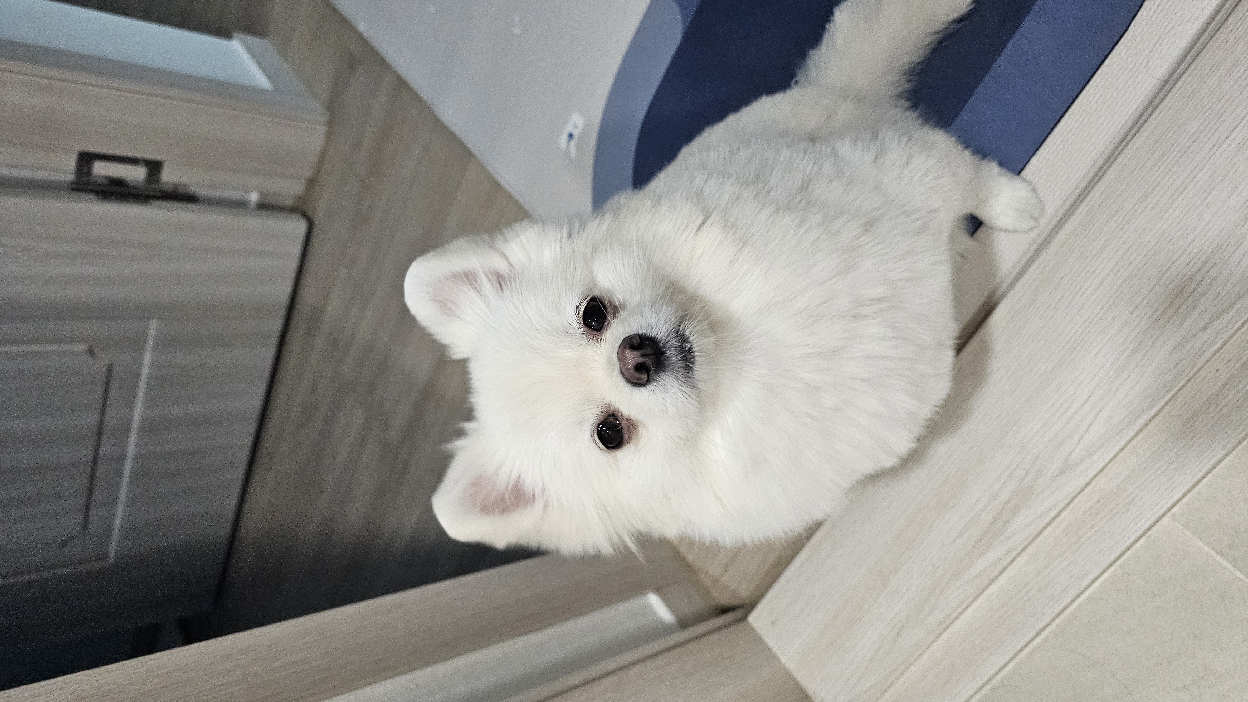 2025년! 보아 임시보호 시작