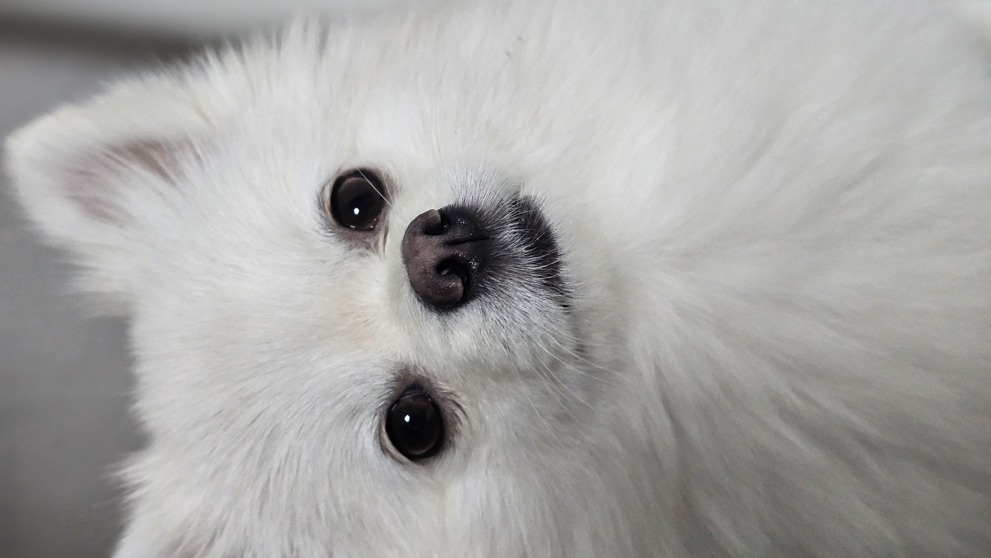 2025년! 보아 임시보호 시작