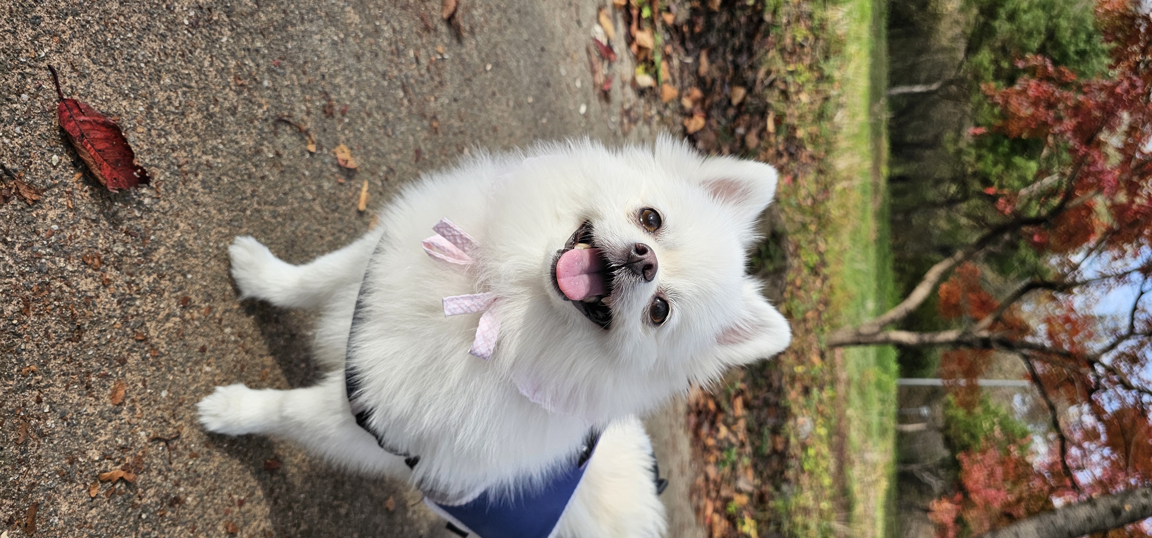 2025년! 보아 임시보호 시작