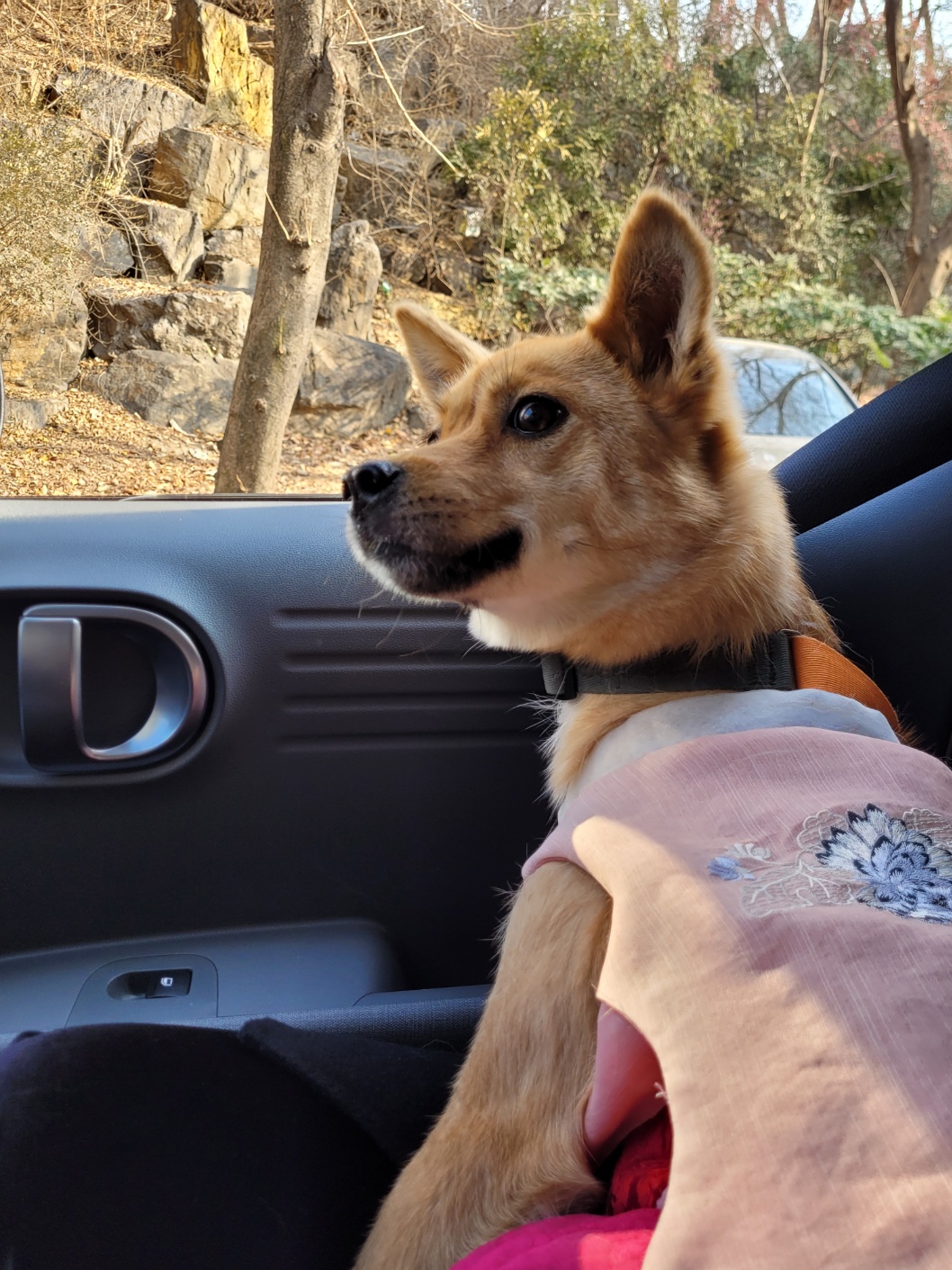 휘영이 입양 백일지난 이야기