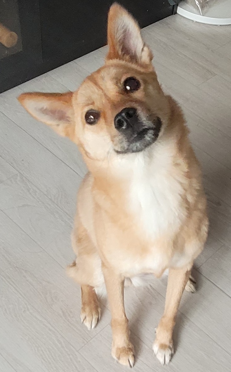 휘영이 입양 백일지난 이야기