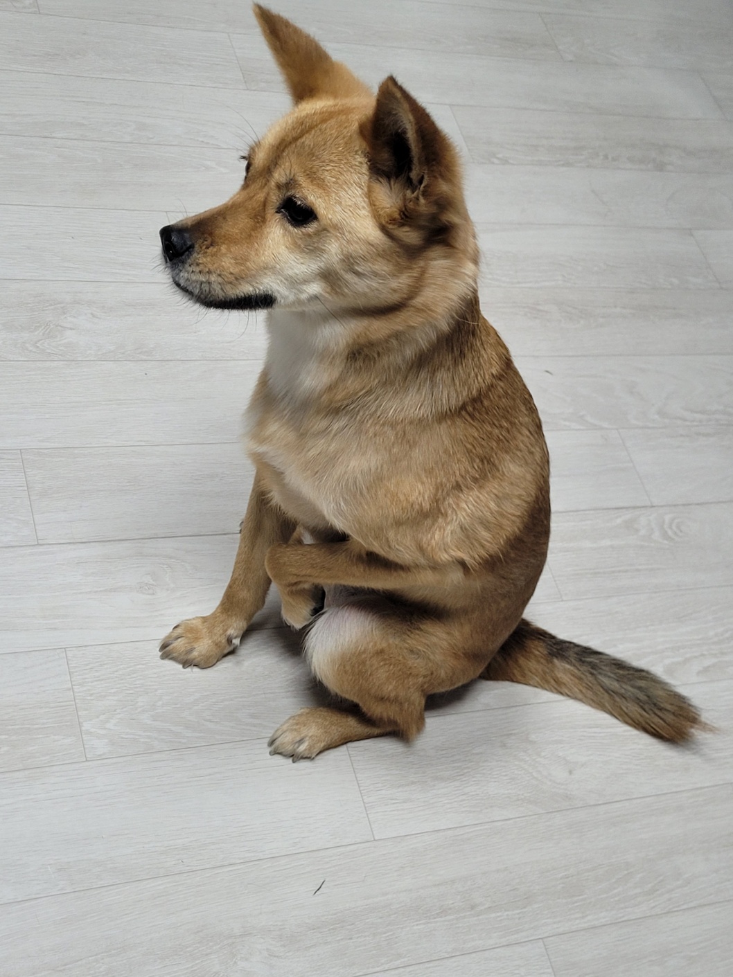 휘영이 입양 백일지난 이야기