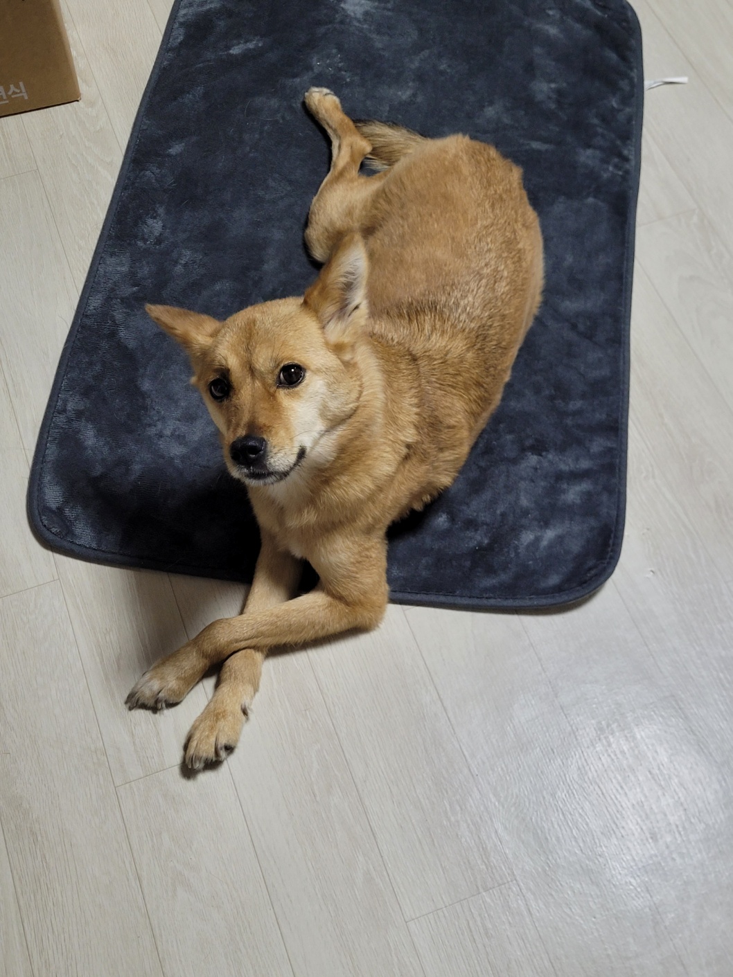 휘영이 입양 백일지난 이야기