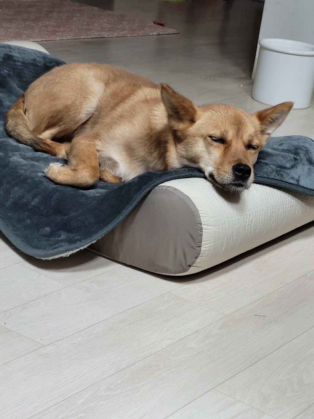 휘영이 입양 백일지난 이야기