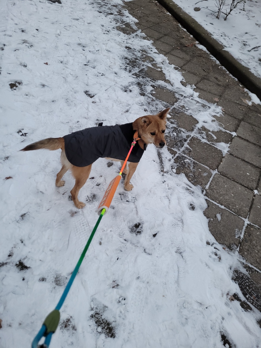 휘영이 입양 백일지난 이야기