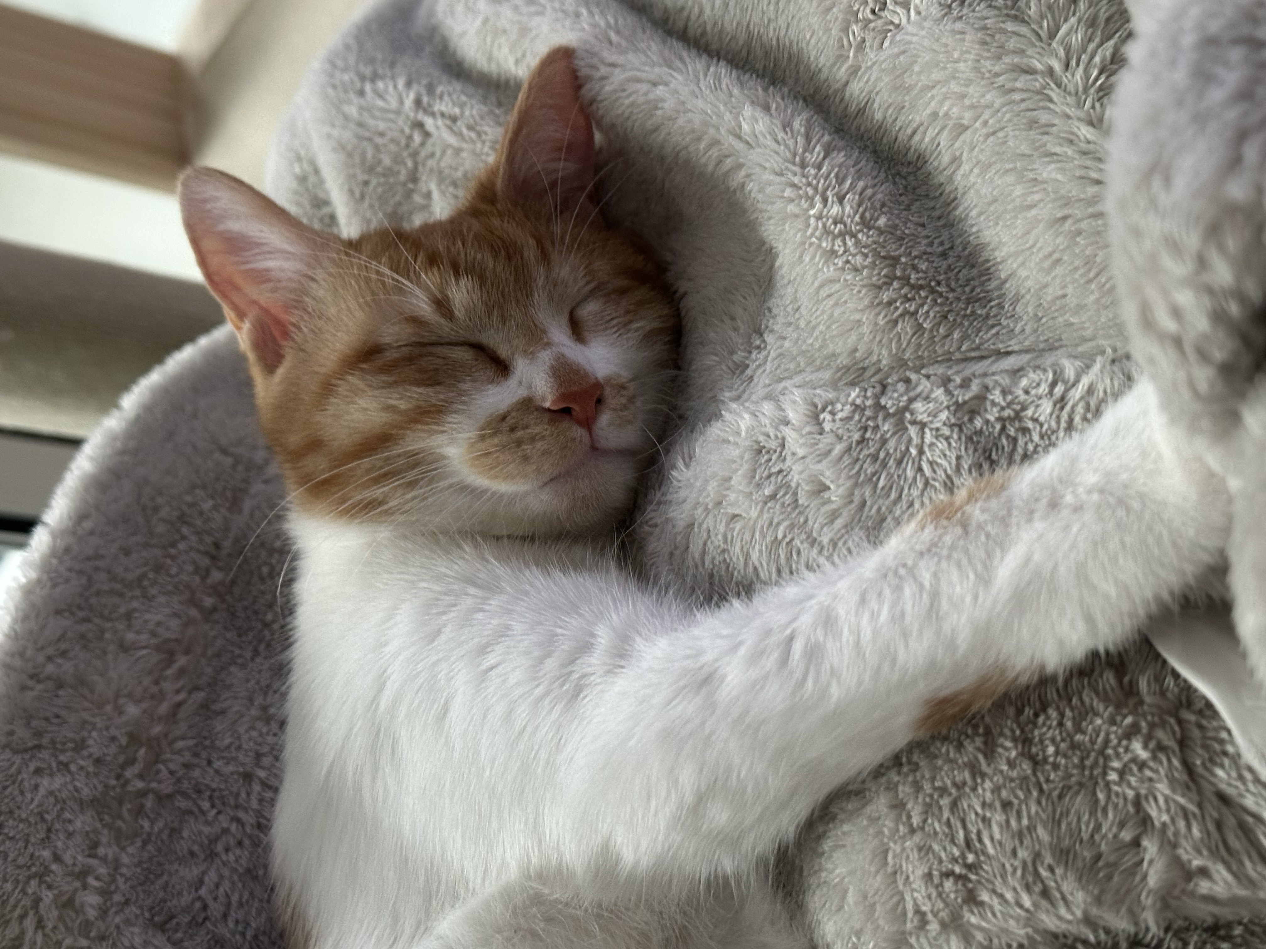 달콩이 잘 지내고 있습니다 😻