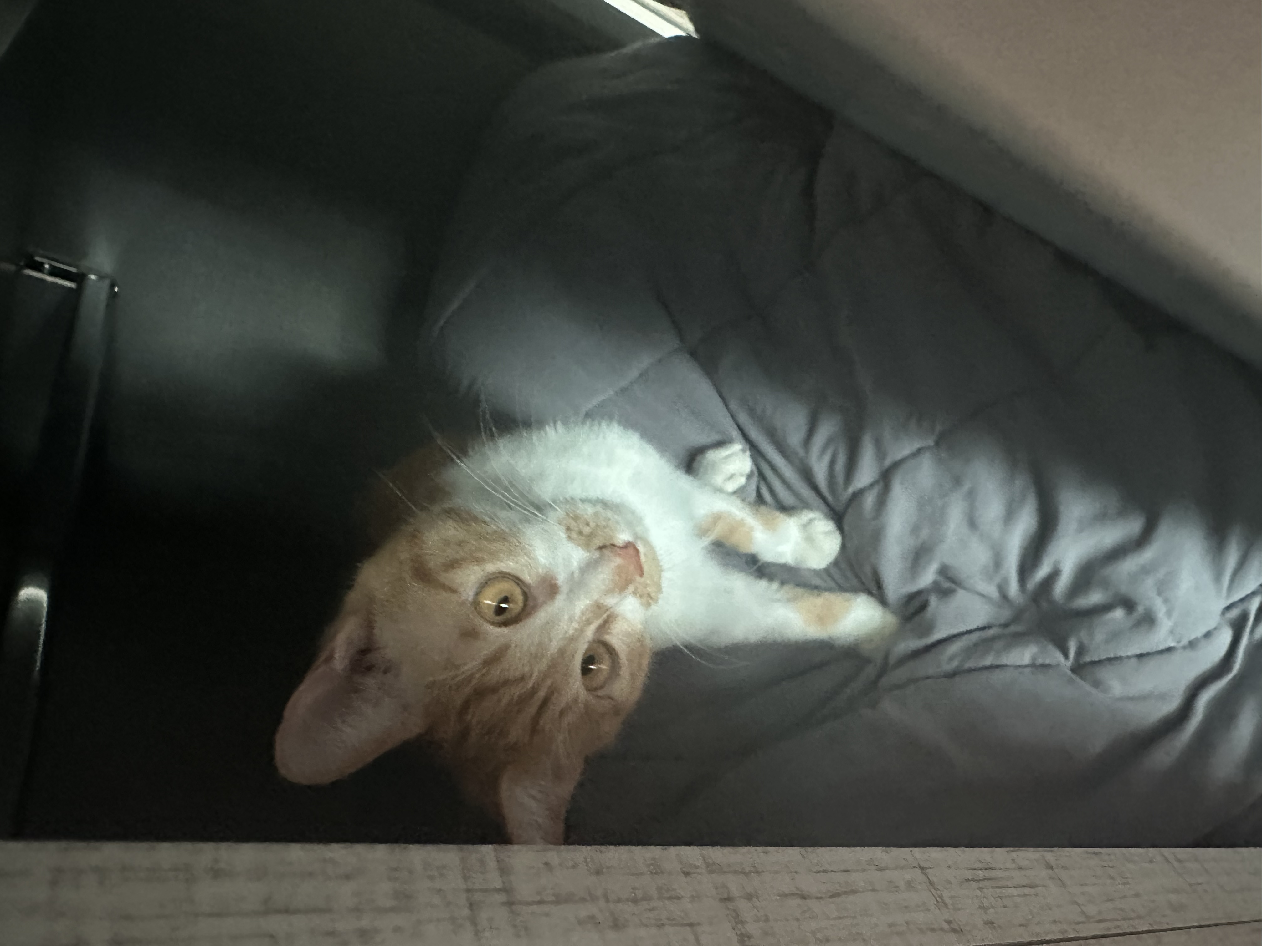 달콩이 잘 지내고 있습니다 😻