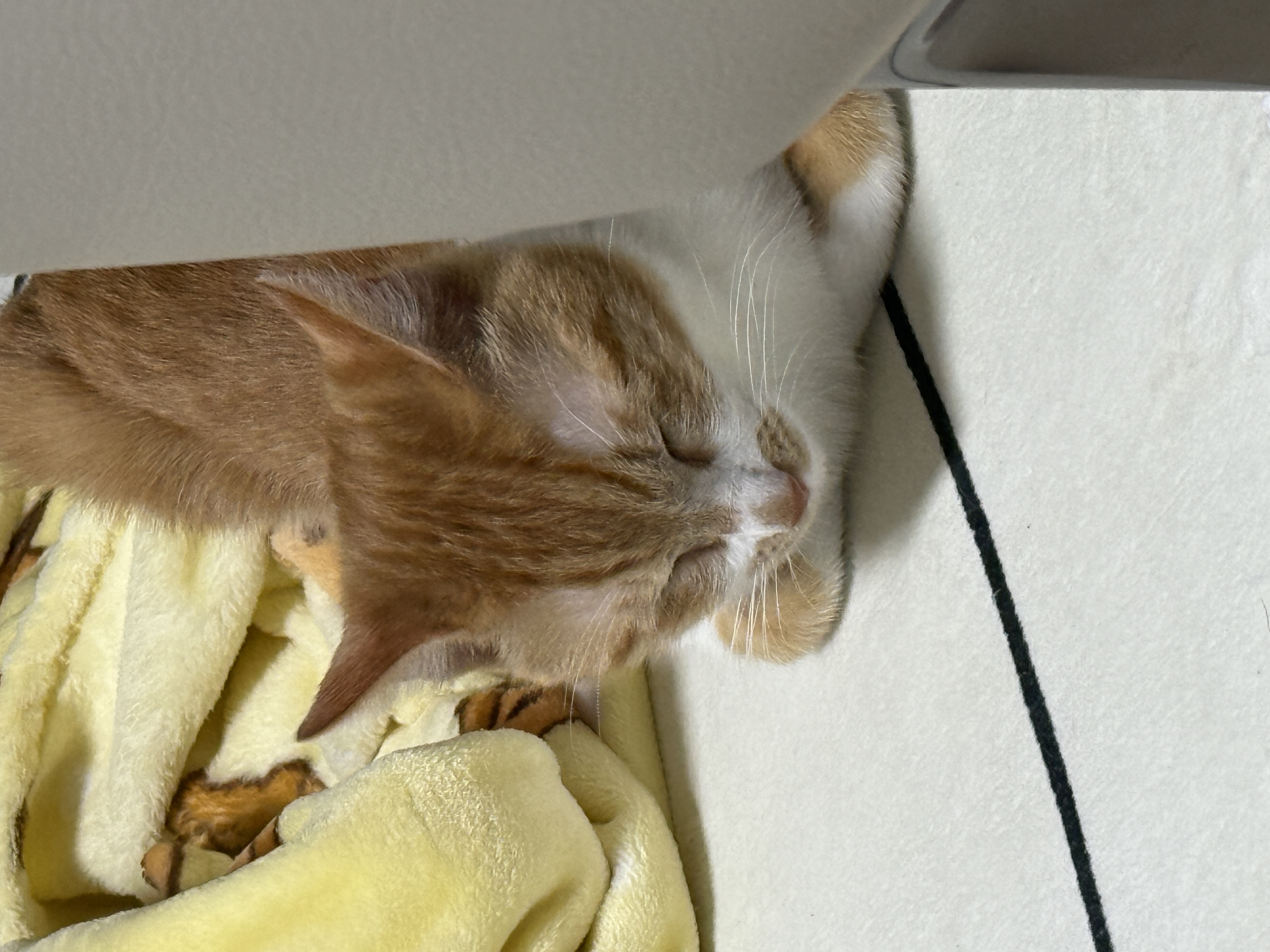 달콩이 잘 지내고 있습니다 😻