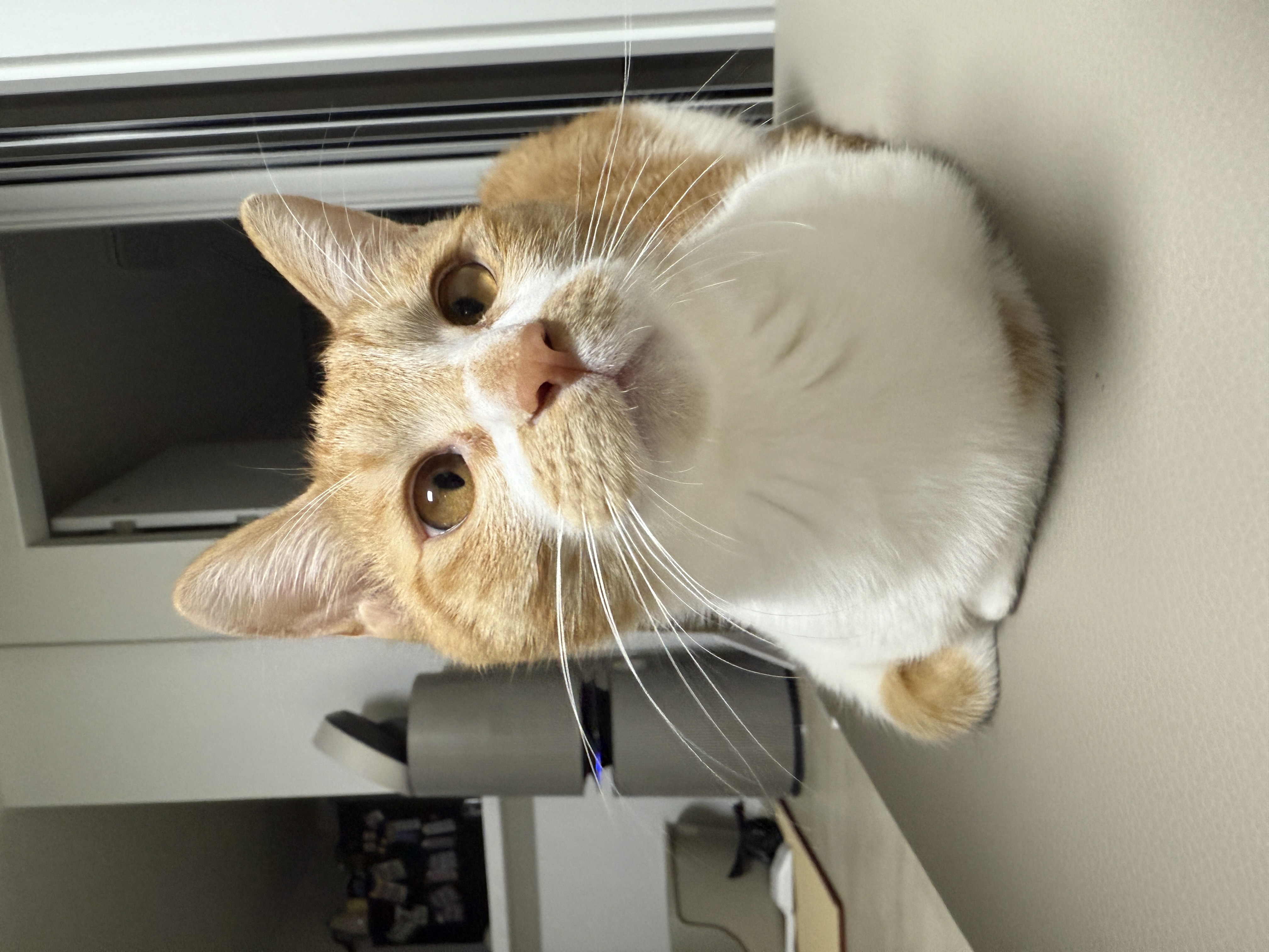 달콩이 잘 지내고 있습니다 😻