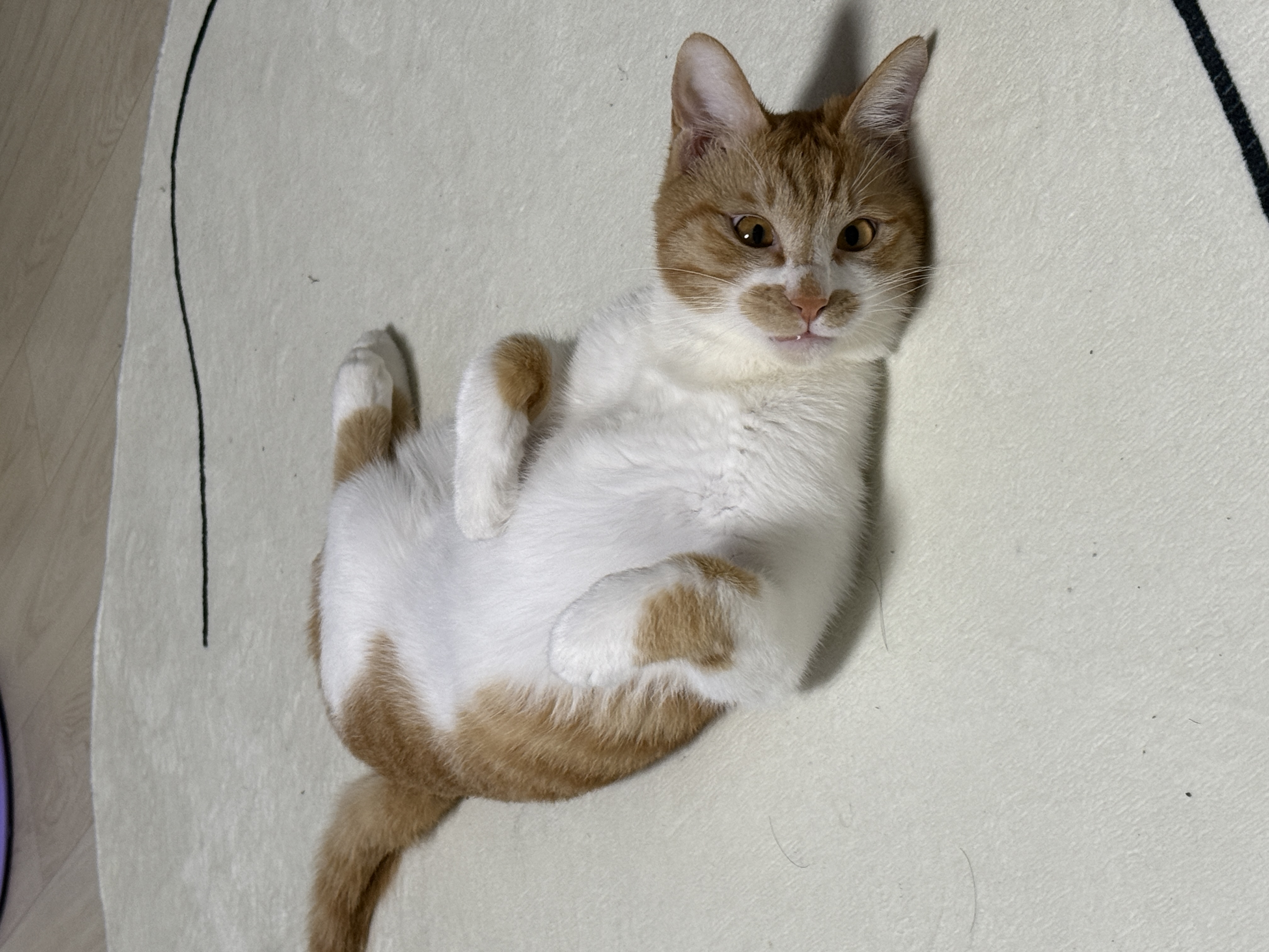 달콩이 잘 지내고 있습니다 😻